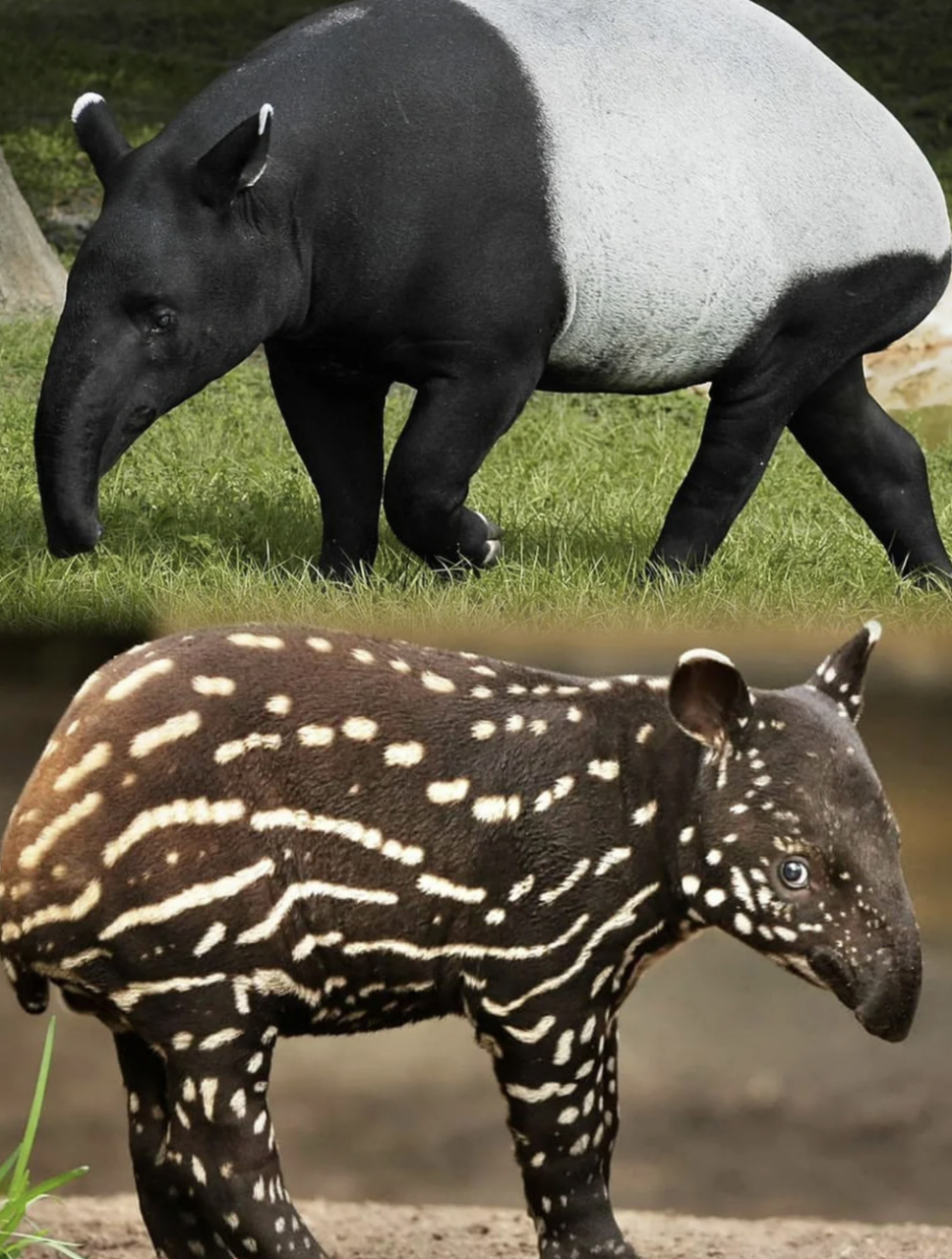 名称:马来貘,印度貘,亚洲貘  英文名:asian tapir  分类:奇蹄目貘科