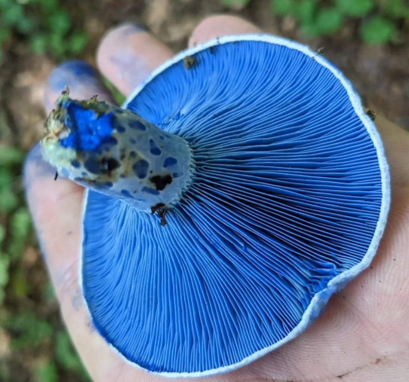 这种漂亮的蓝色蘑菇叫做蓝绿乳菇(学名lactarius indigo),又名靛蓝乳