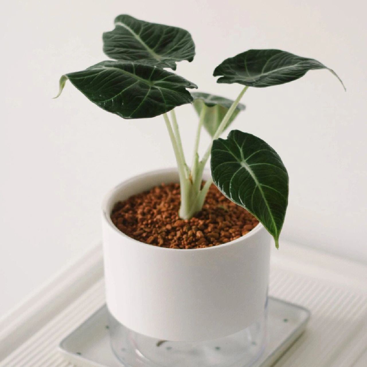 每天认识一种绿植:"尊贵与真诚"天鹅绒海芋 91名称:黑天鹅绒海芋