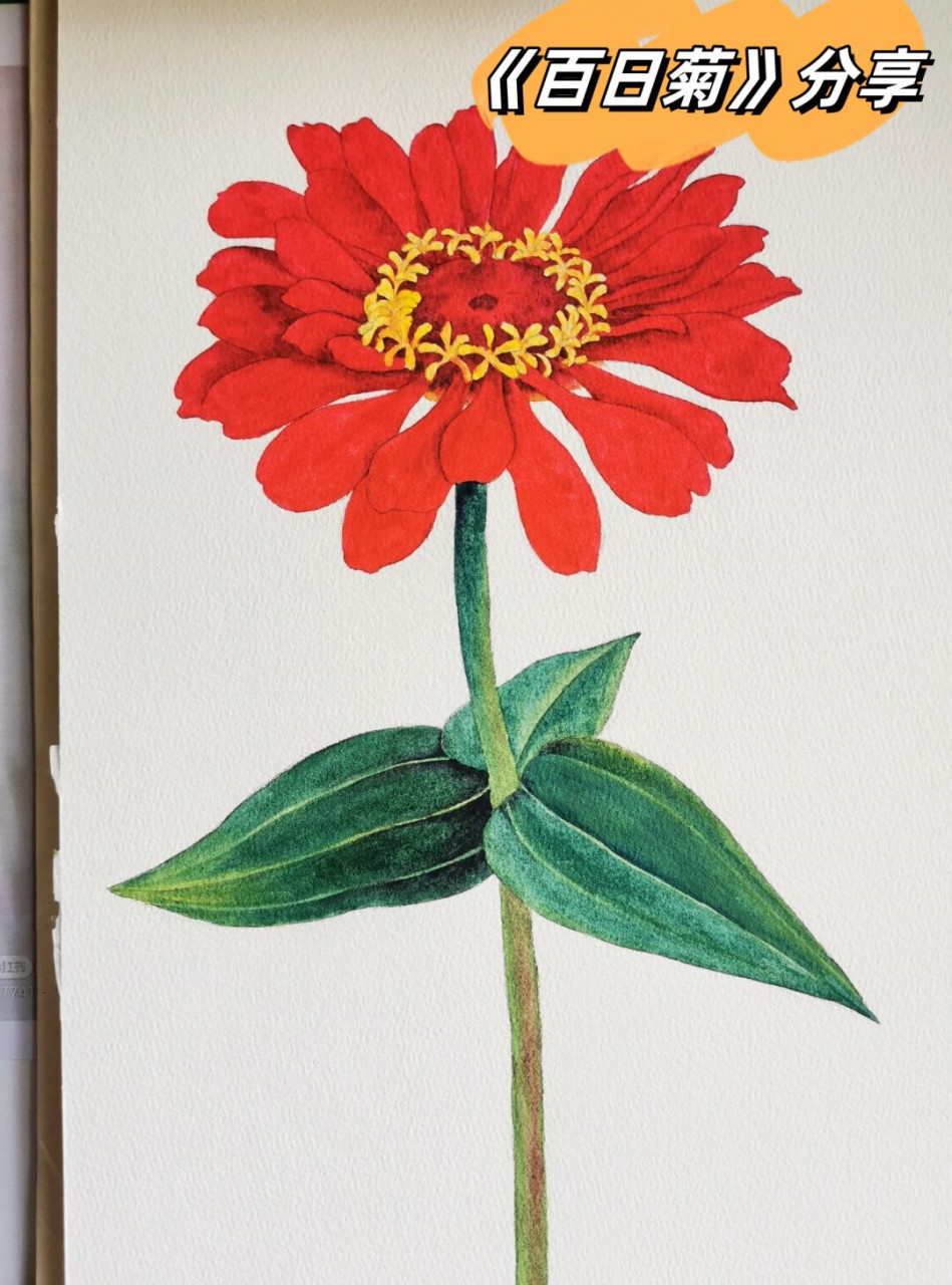 让我们绘制一朵鲜艳的红色百日菊
