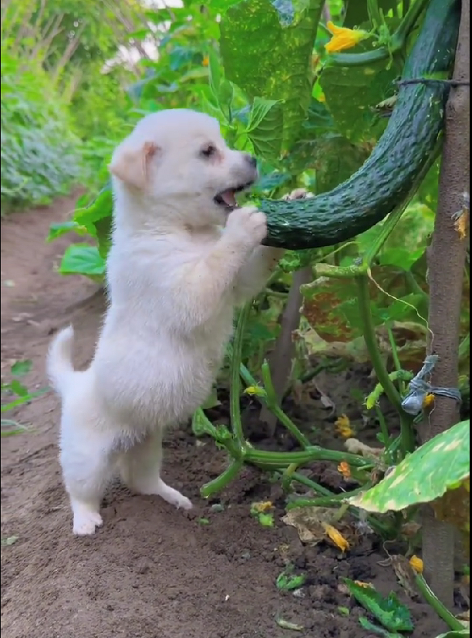 这小嘴吃的真香 #恶搞搞笑#  #动物趣图