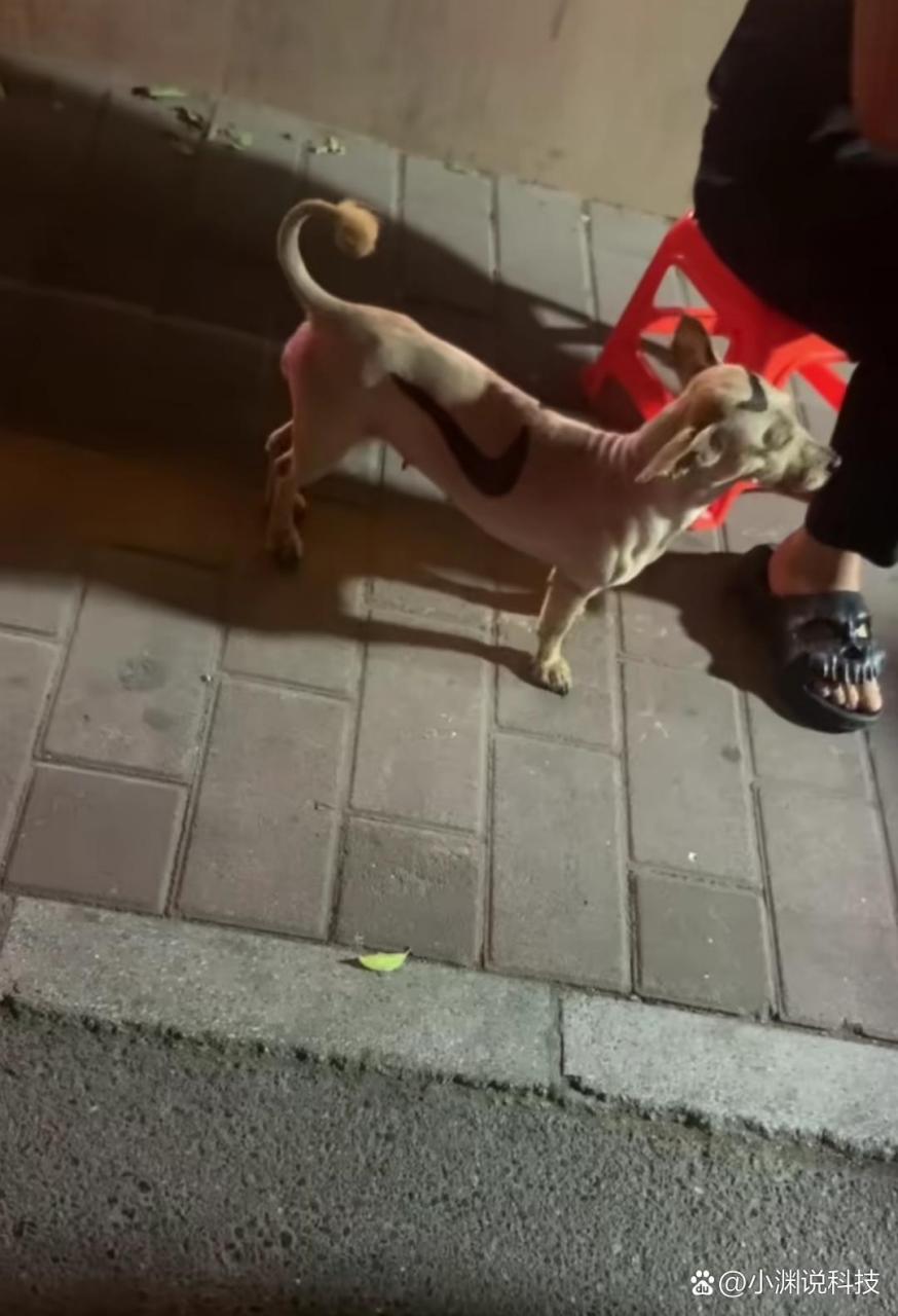 路过,看到这是一只耐克狗?[捂脸]