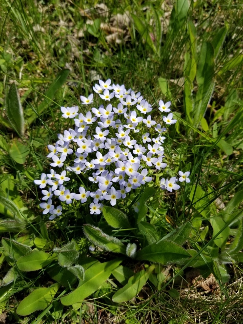又一款迷你爆花神器加入微景观行列北美耳草 蓝花美耳草 houstonia