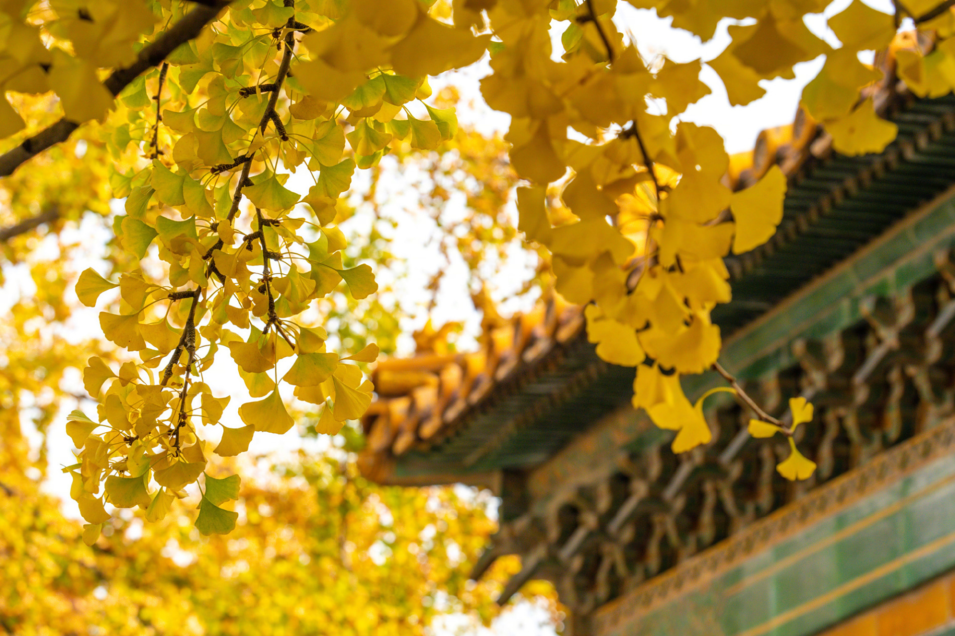 故宫延禧宫,红墙黄瓦和满树金黄同框,金灿灿的银杏叶点缀故宫秋色