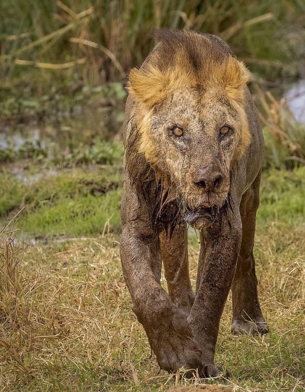 记录大自然的动物世界# #狮子# #动物世界# 在这个凄凉的画面中,一头