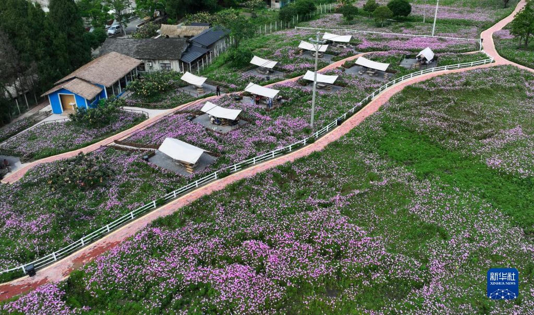 连日来,贵州省贵阳市开阳县南江花谷景点格桑花进入盛花期,吸引众多