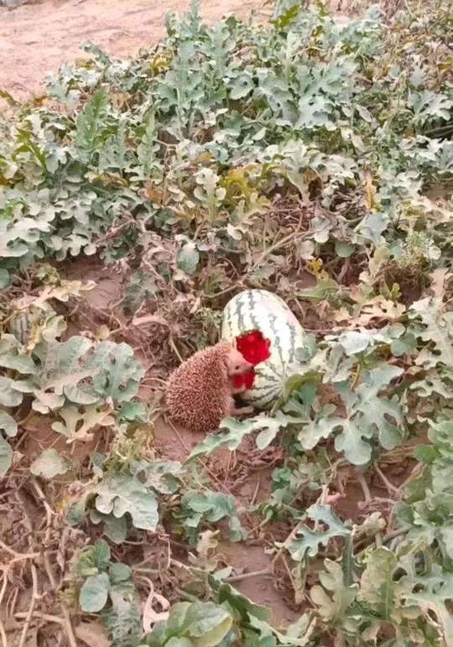 网友:刺猬在偷吃西瓜,暴殄天物.闰土在哪里啊. #搞笑趣味图#