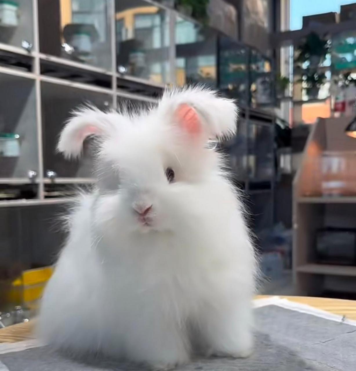 这小兔子太可爱了吧! #趣图搞笑