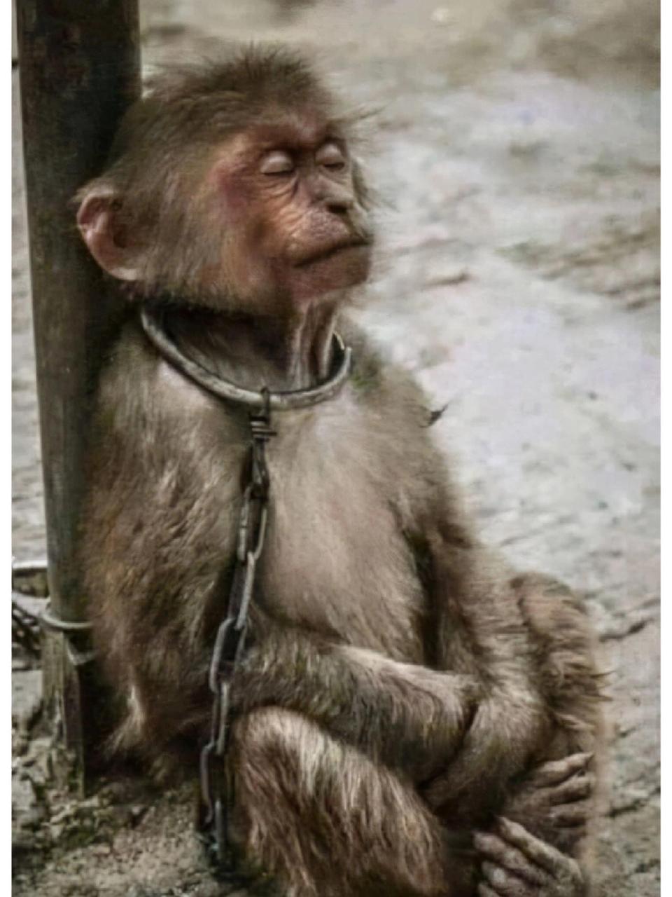 脖子上带着锁链,背靠铁柱,正在闭目养神.