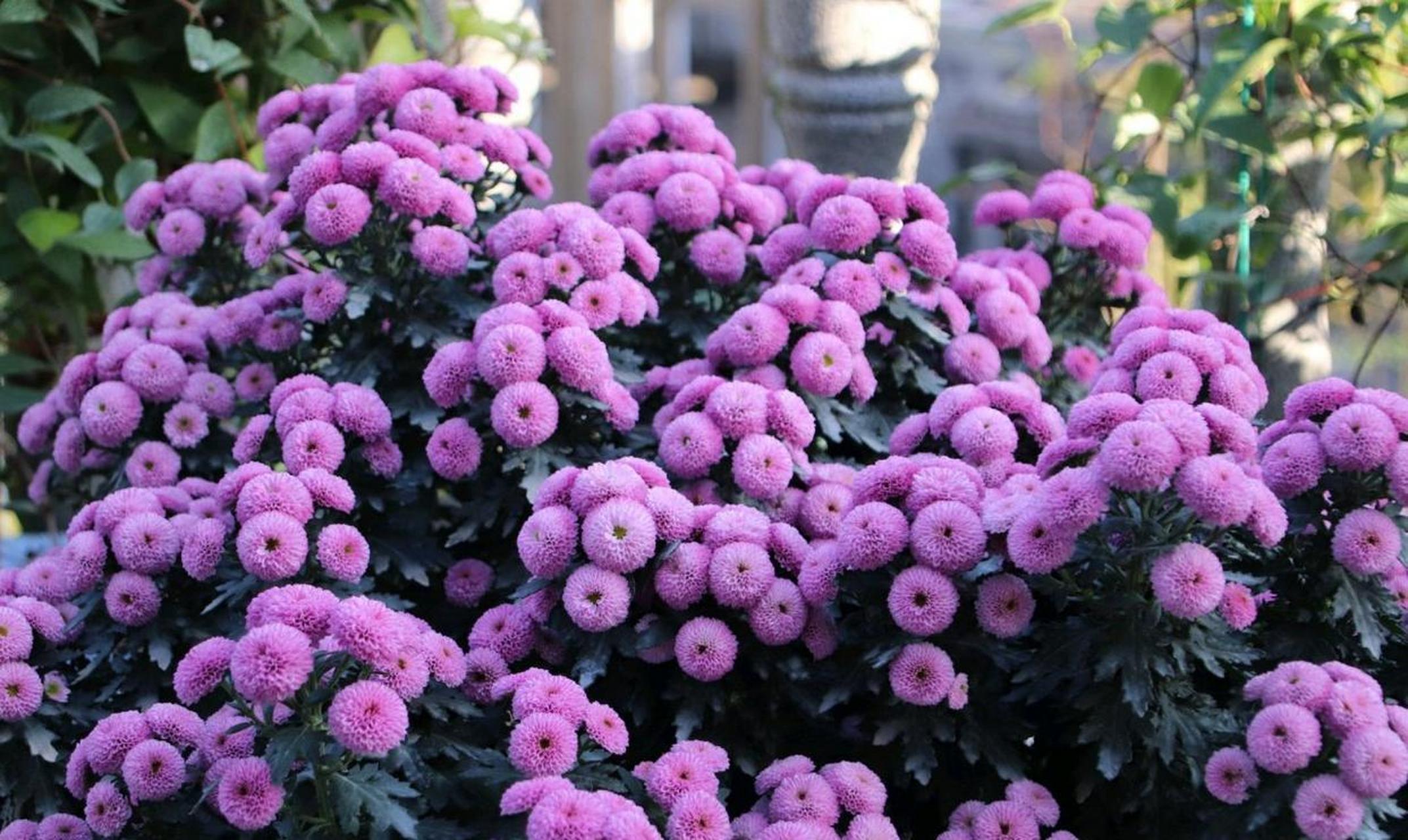 是各类菊科花卉的"主场",这些来自荷兰的园艺菊花,如今是国际上种植最