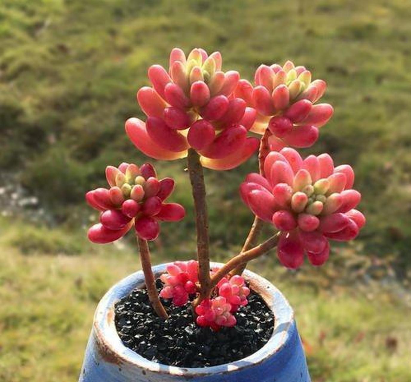 8个"易出漂亮老桩"的多肉品种 [微风]第一种:虹之玉 虹之玉也叫做耳坠