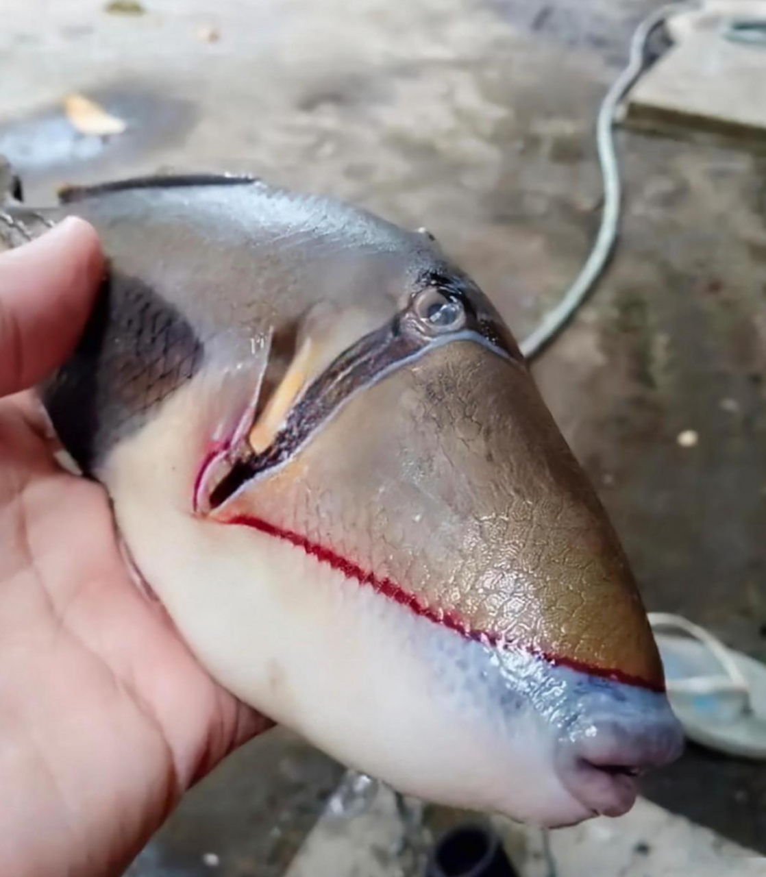 第一次钓到这种鱼,嘴唇这么厚,这是什么鱼?