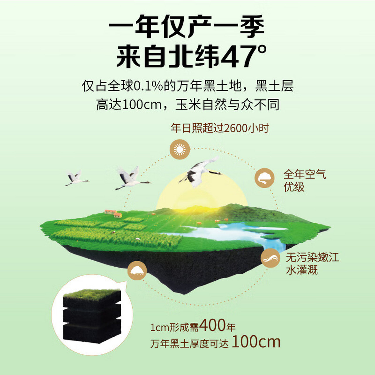 稀有美味,北纬47°黄糯鲜玉米!来自特定地理坐标的珍贵馈赠.