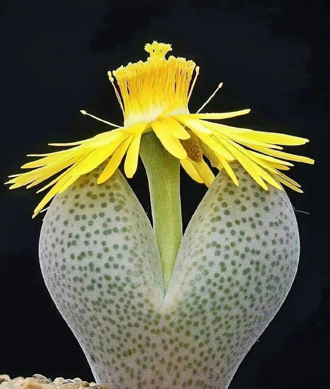 帝玉是生石花的一个品种,难得开花,非常漂亮!