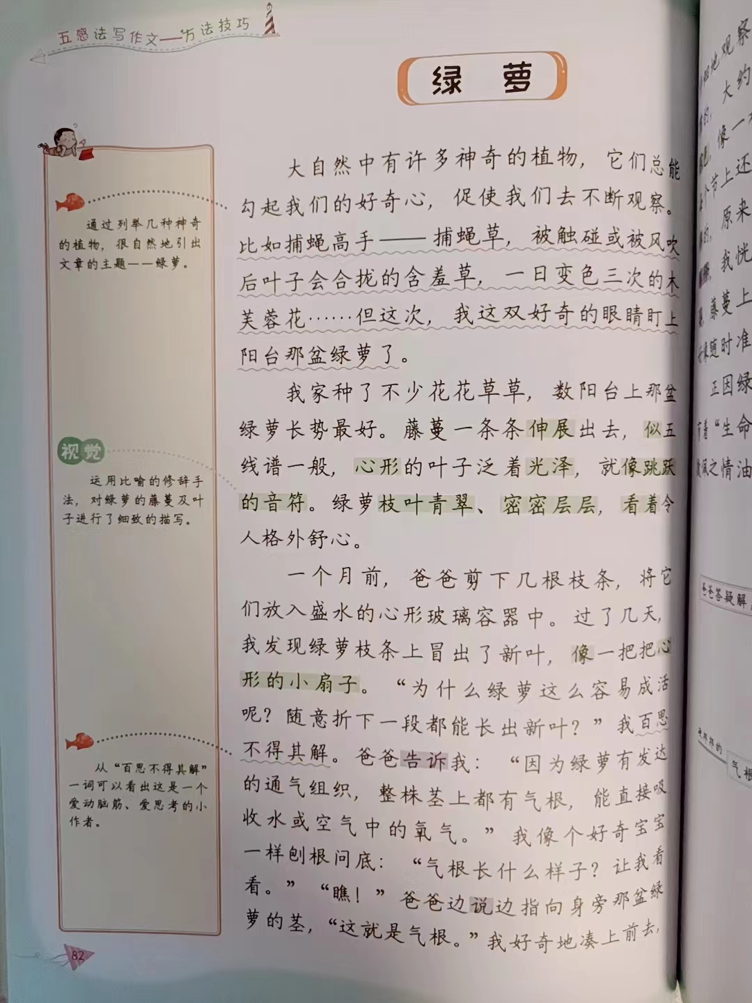 我的植物朋友绿萝50字图片