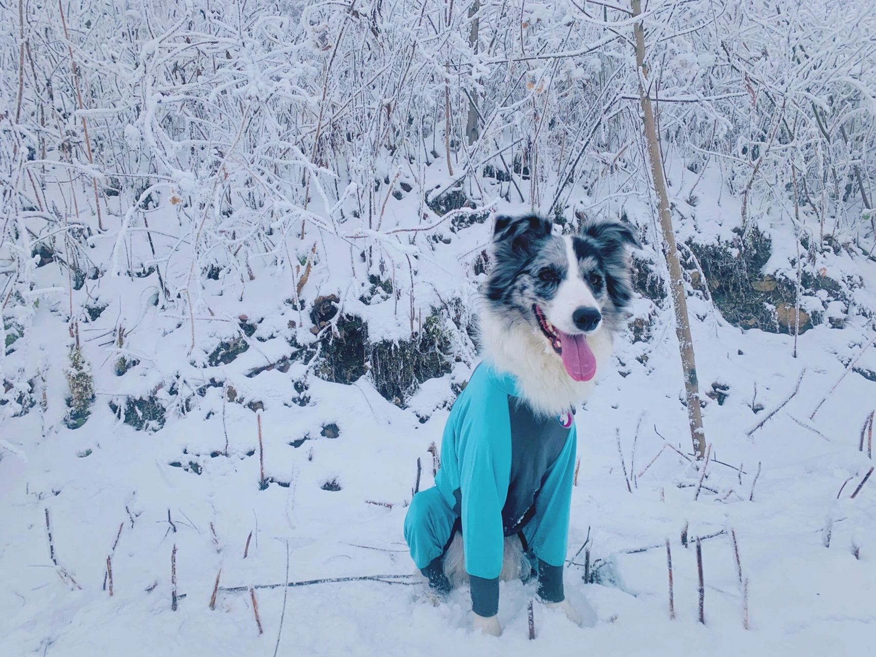 成都周邊 帶狗玩雪寶藏地點 地點:彭州回龍溝 車程:單邊1.