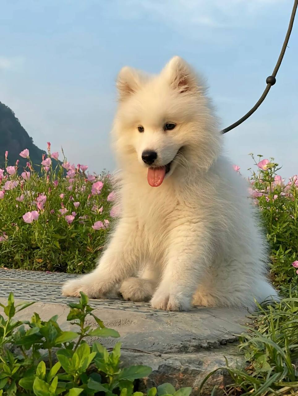 萨摩耶犬是一种中型犬,有着无辜的大眼睛和天然的微笑唇,让人们无法