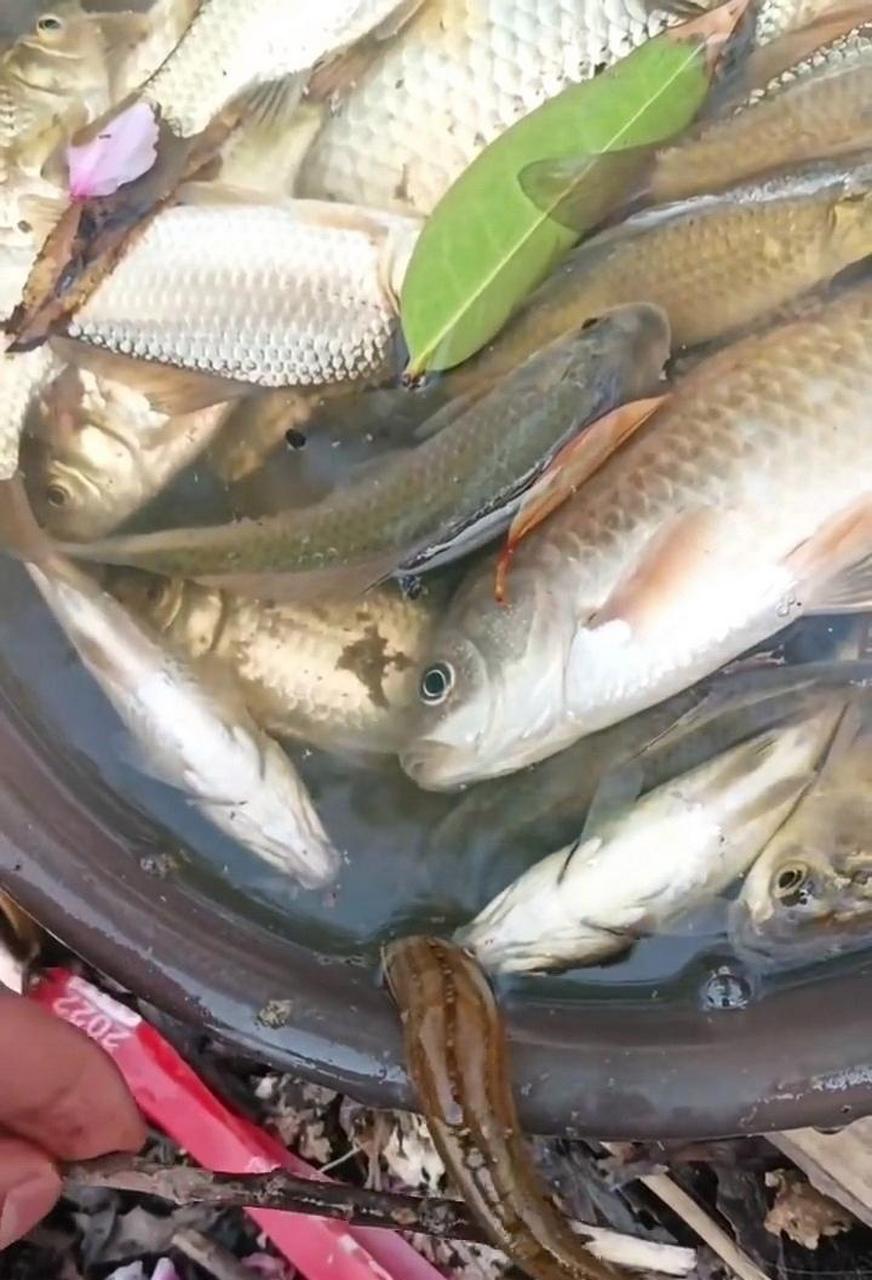 这盆鱼里面,好像混进去了一个奇怪的家伙.