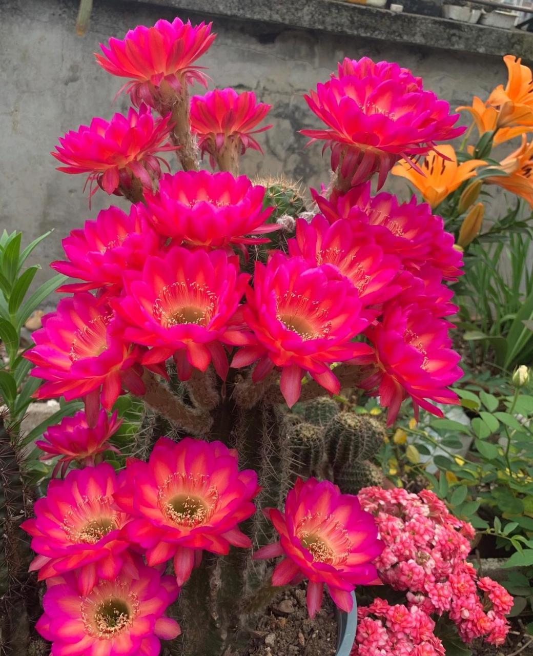 可以养几株"彩色草球",简称彩草,有诸多园艺品种,球体端庄美丽,开花