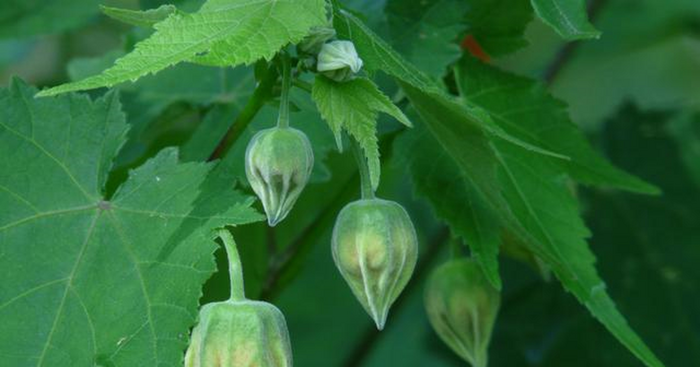 葎草又叫拉拉秧,顾名思义就是会经常将人划伤,茎的枝和叶都有倒钩刺