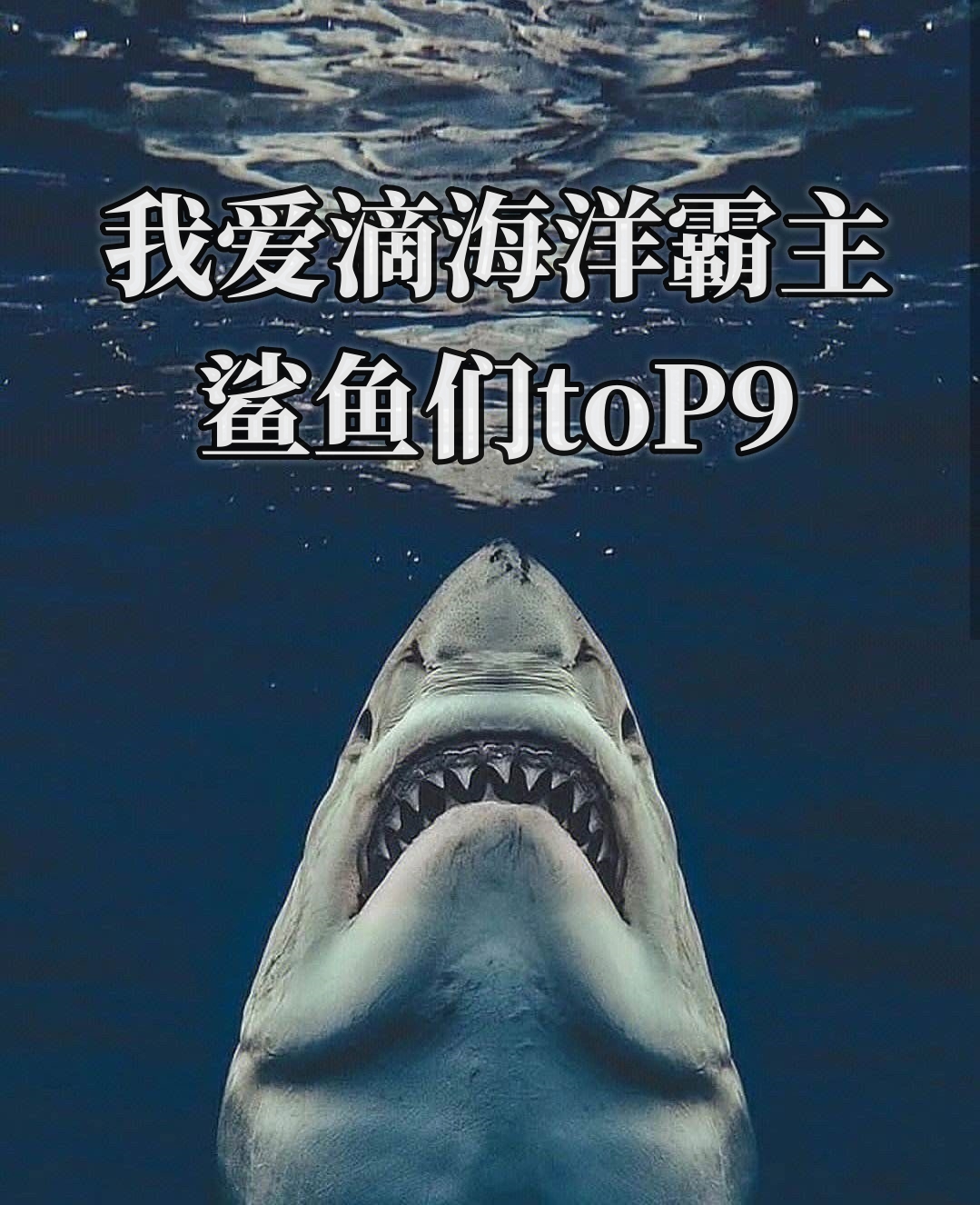 滴海洋霸主～鲨鱼们top10 我比较喜欢滴