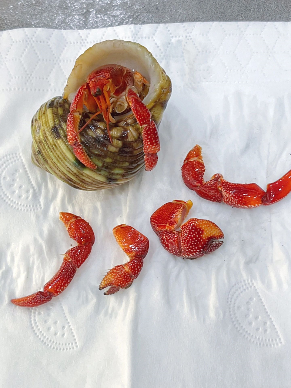 一觉醒来草莓寄居蟹大不幸  曾经的干饭王耶 养了两个月了,每次喂食它