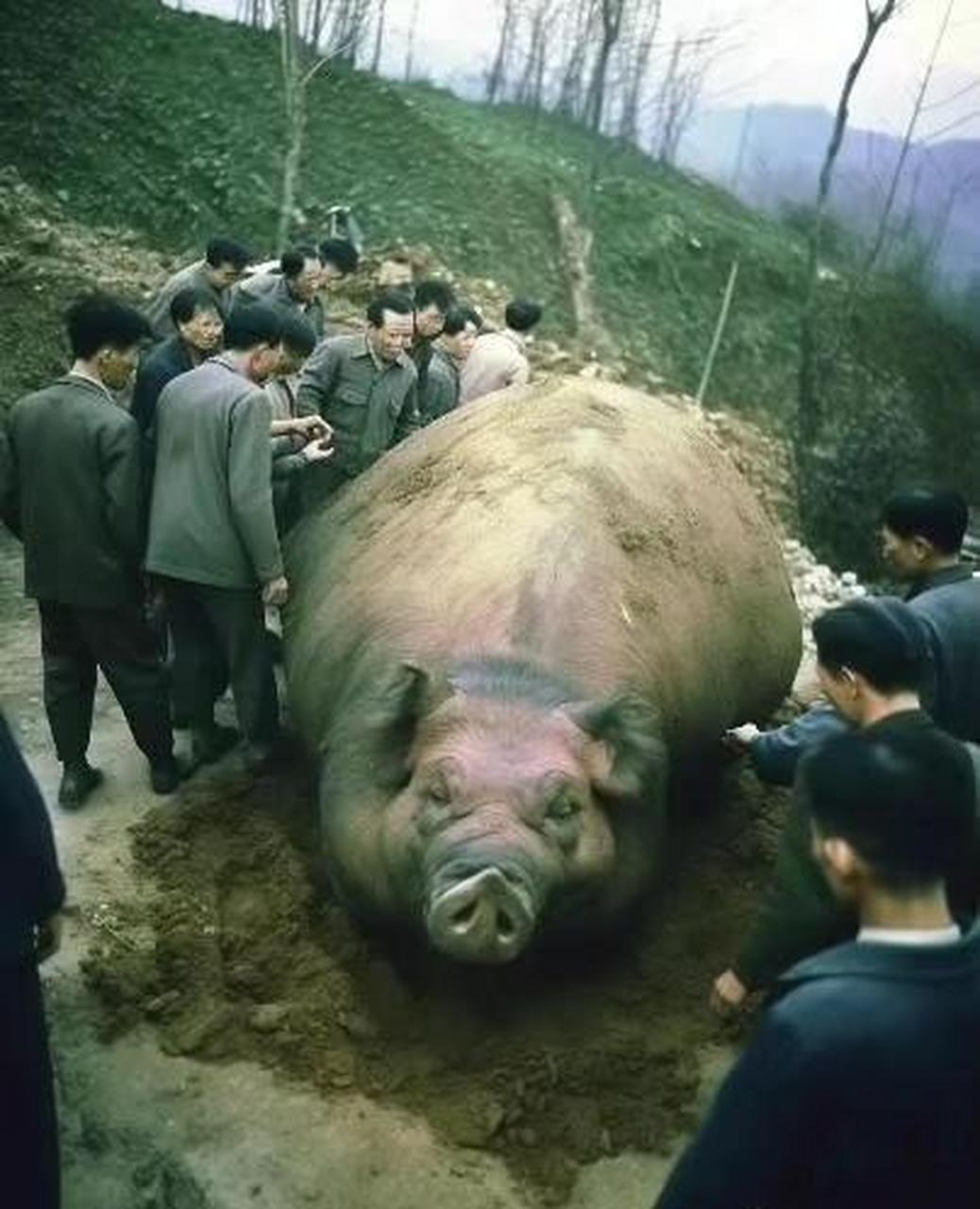肥猪赛大象竟然是真的[三哈]