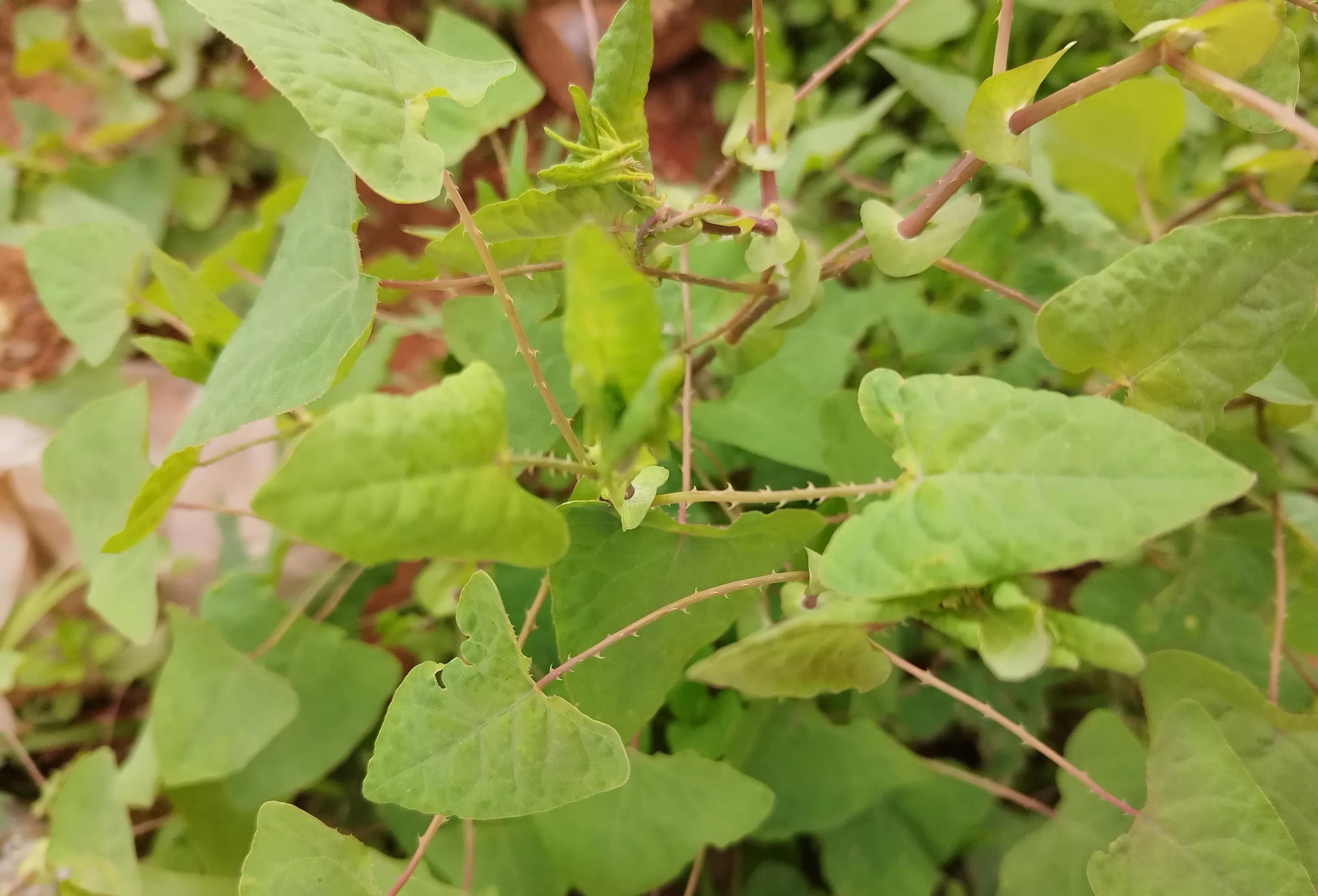 以前爸爸的身上总是痒,听了一位土郎中的话,用这种带着刺的植物洗澡