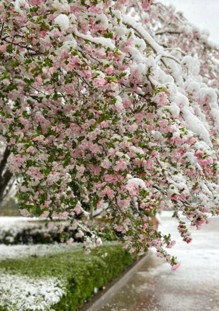 北京三月桃花雪图片