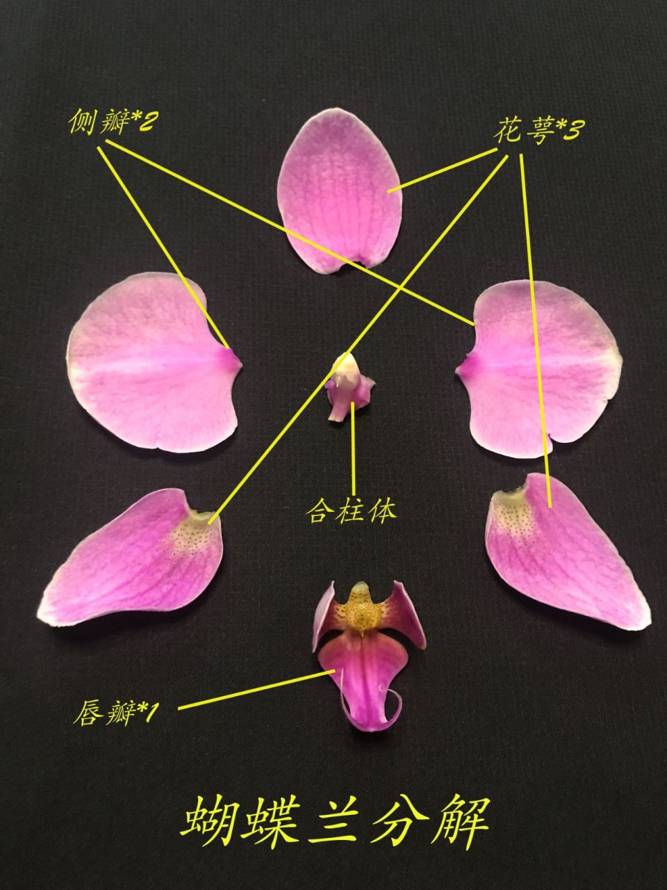 紫玉兰的雄蕊和雌蕊图片