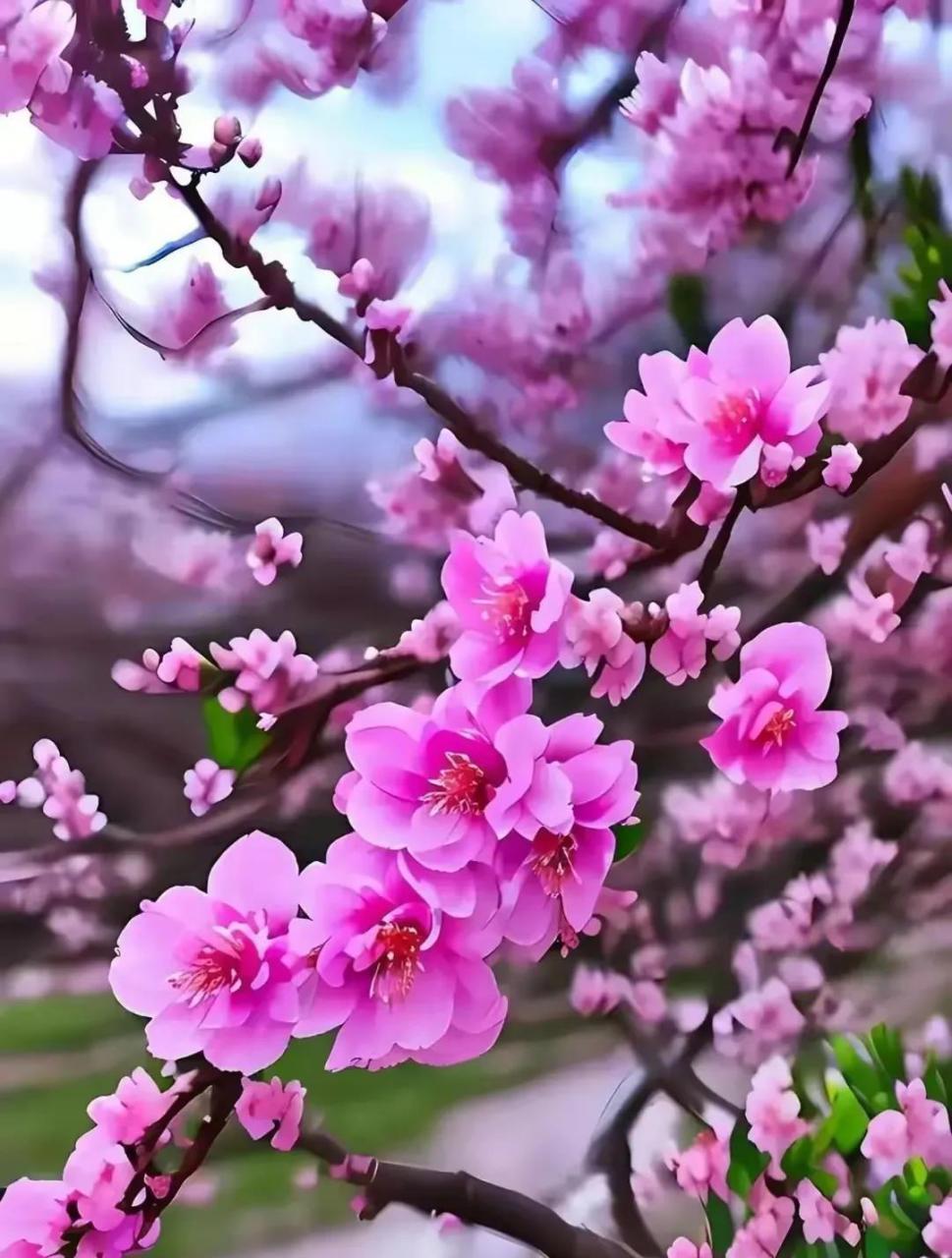 文/赵长栋 原创;春影 作者:雪原老兵  春染桃花红, 雨洒春意浓.