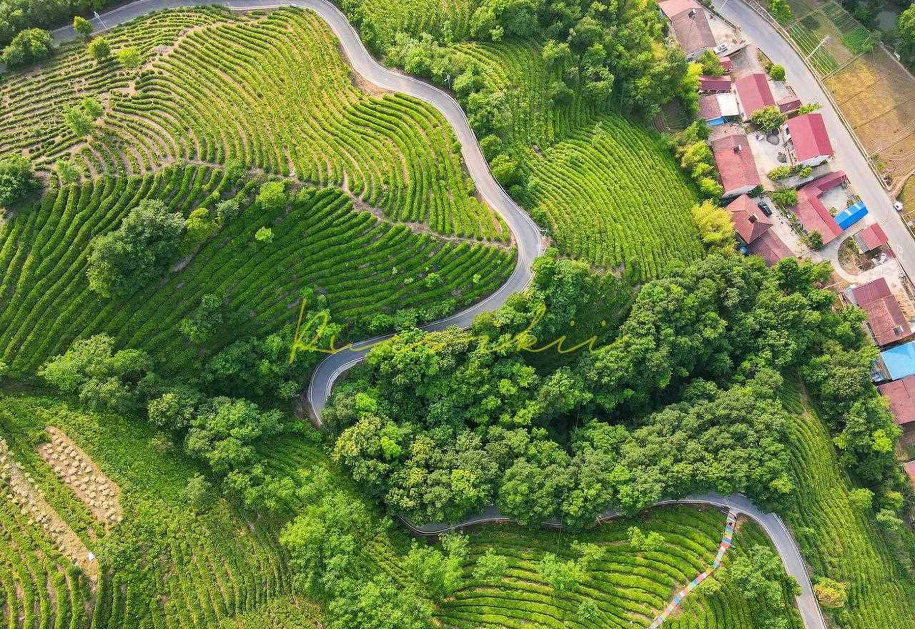 武漢周邊旅行地推薦|襄陽南漳天池山茶園[開心] 3000多畝茶樹,在五月