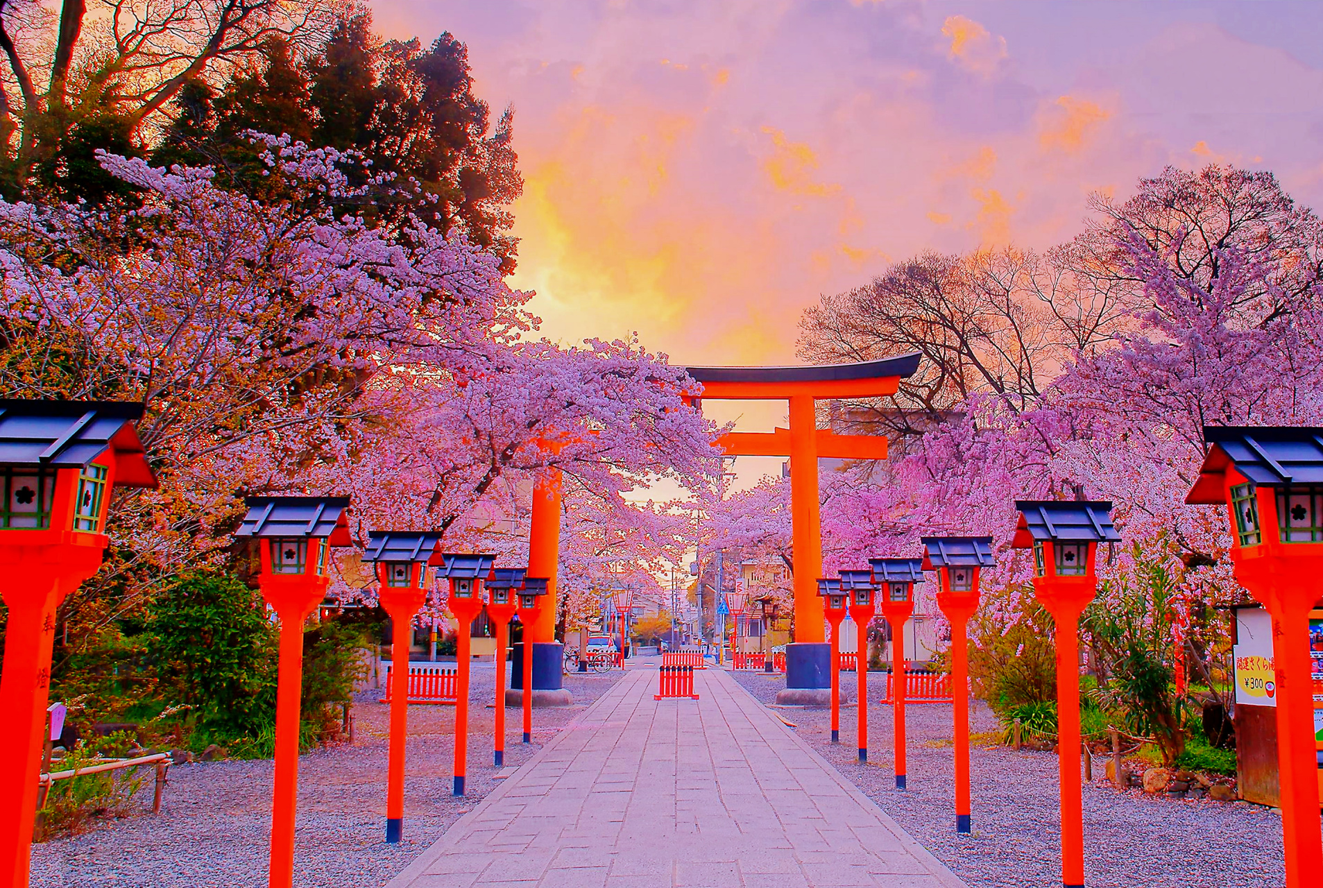 平野神社的樱花美景 