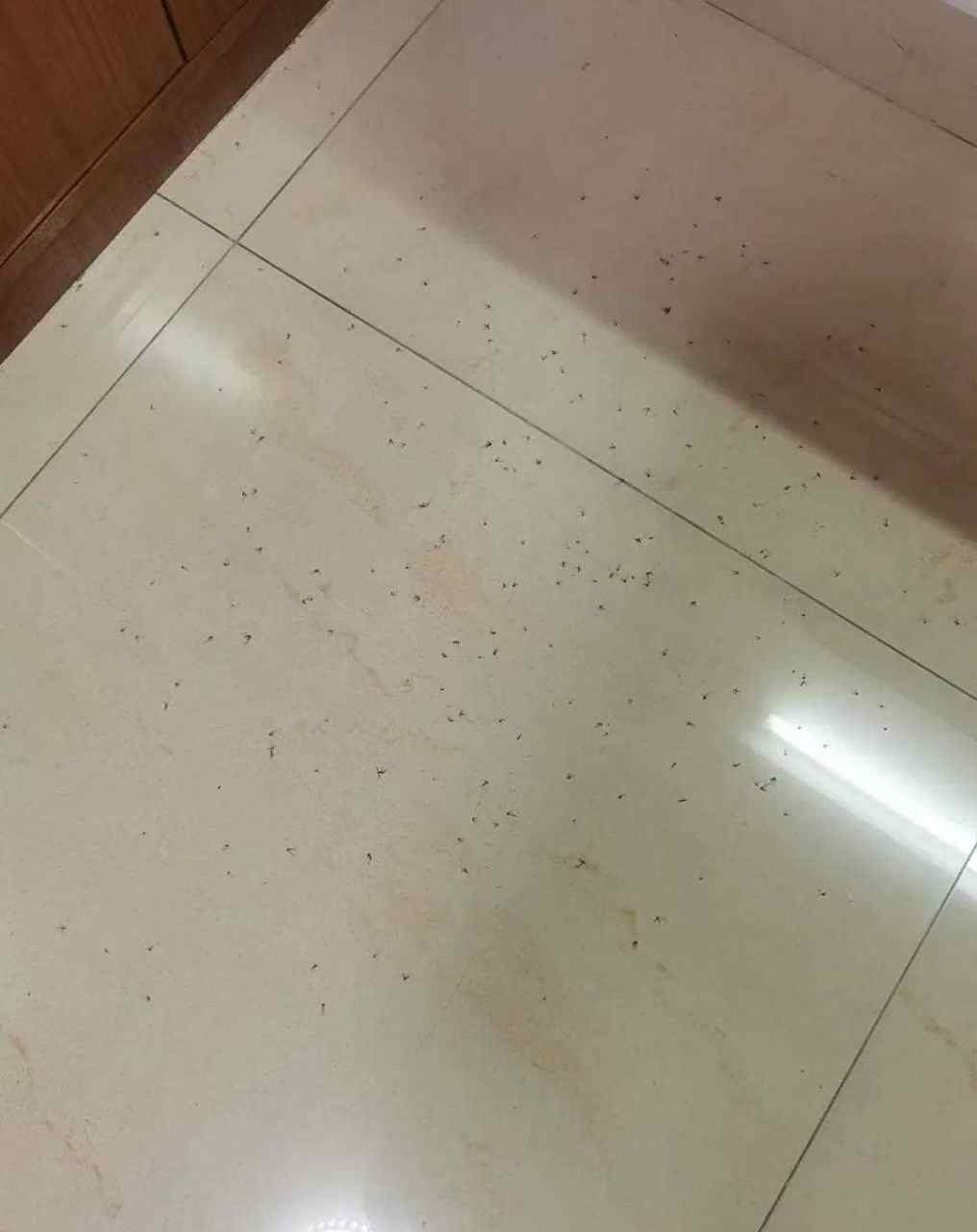 广州的蚊子真能把人"抬"起来