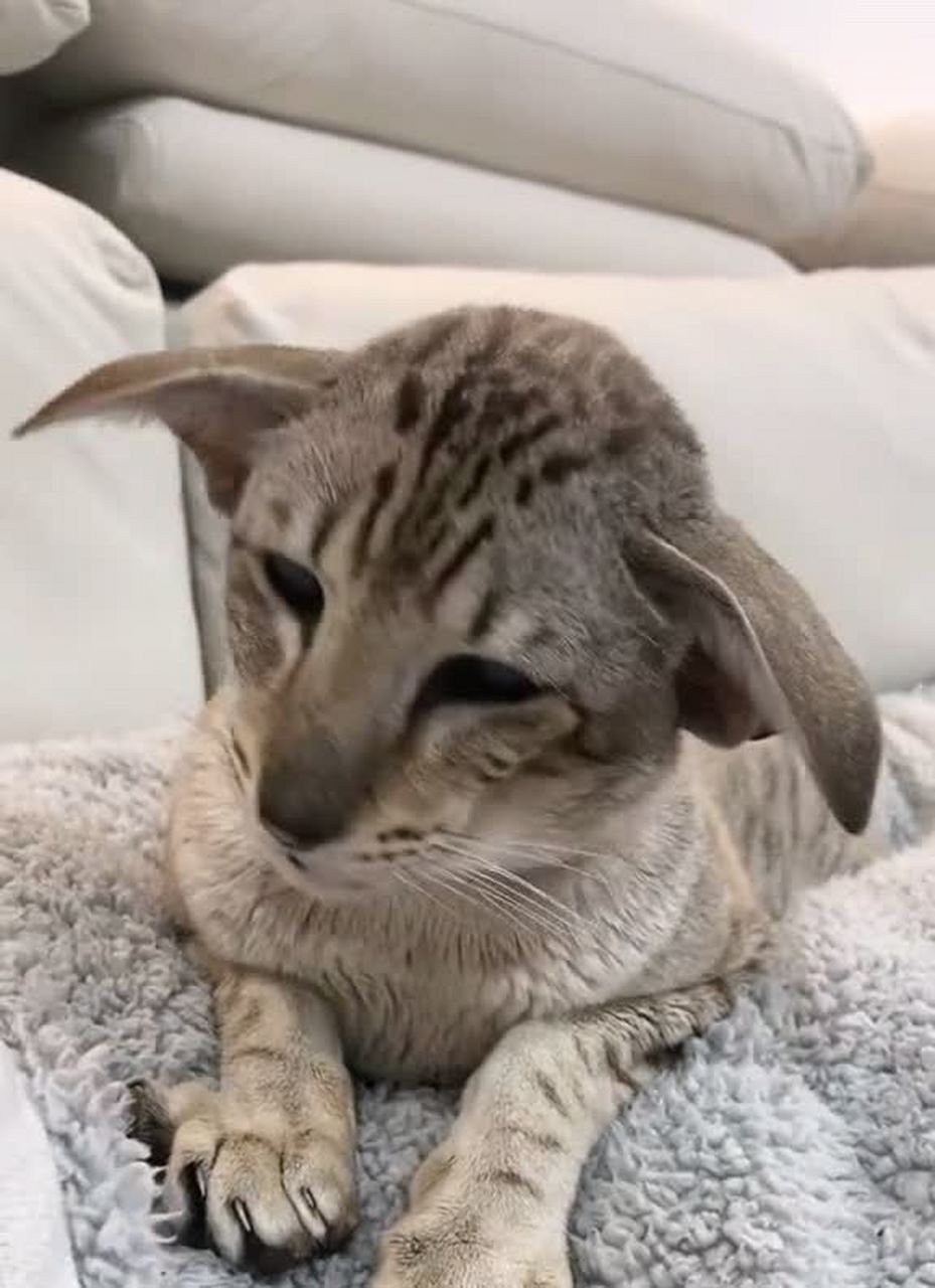 这只大耳朵猫真可爱![微笑]