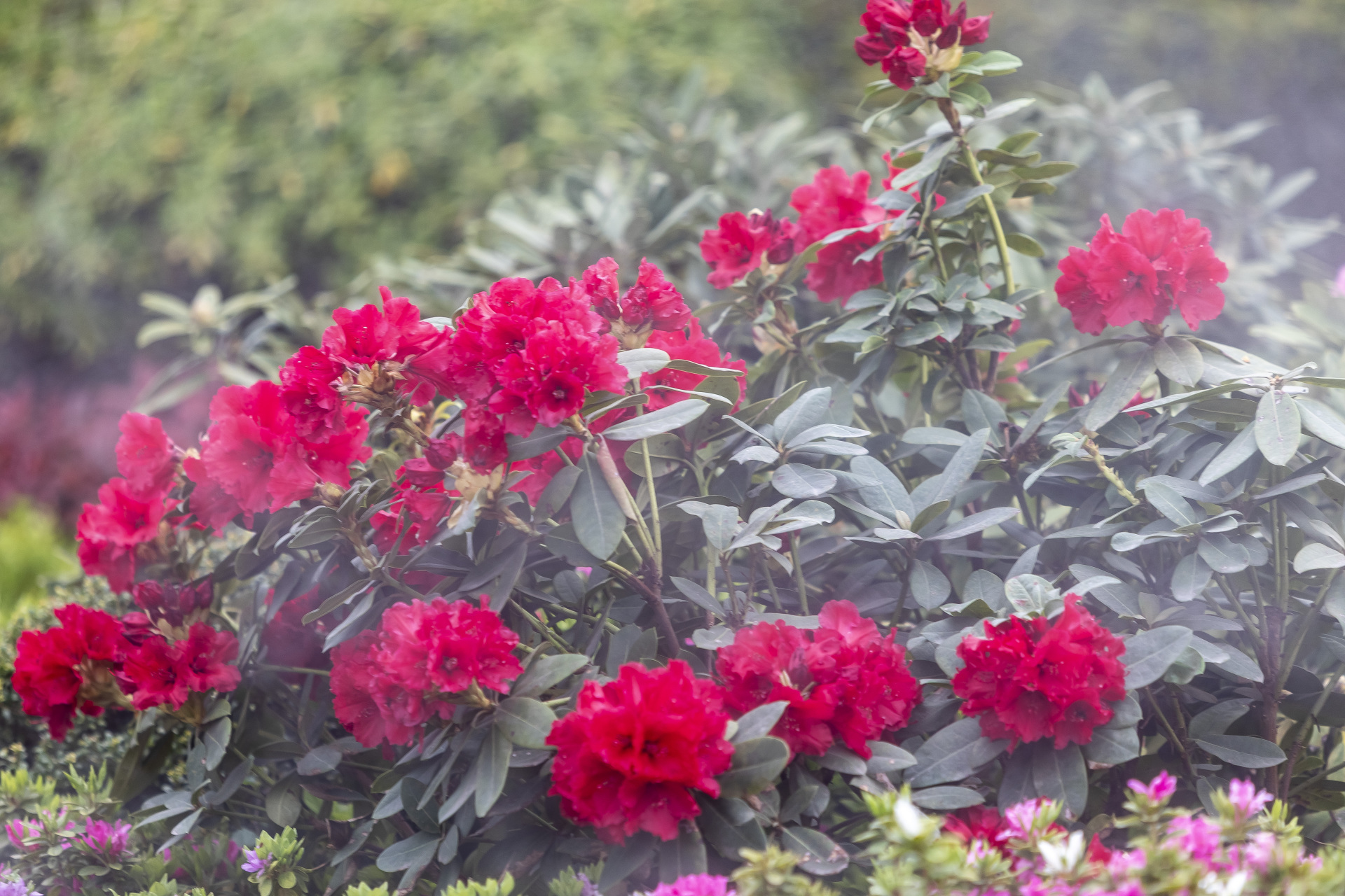 也在等你    五一小长假期间,专程来到日照"2023日照杜鹃花节"现场