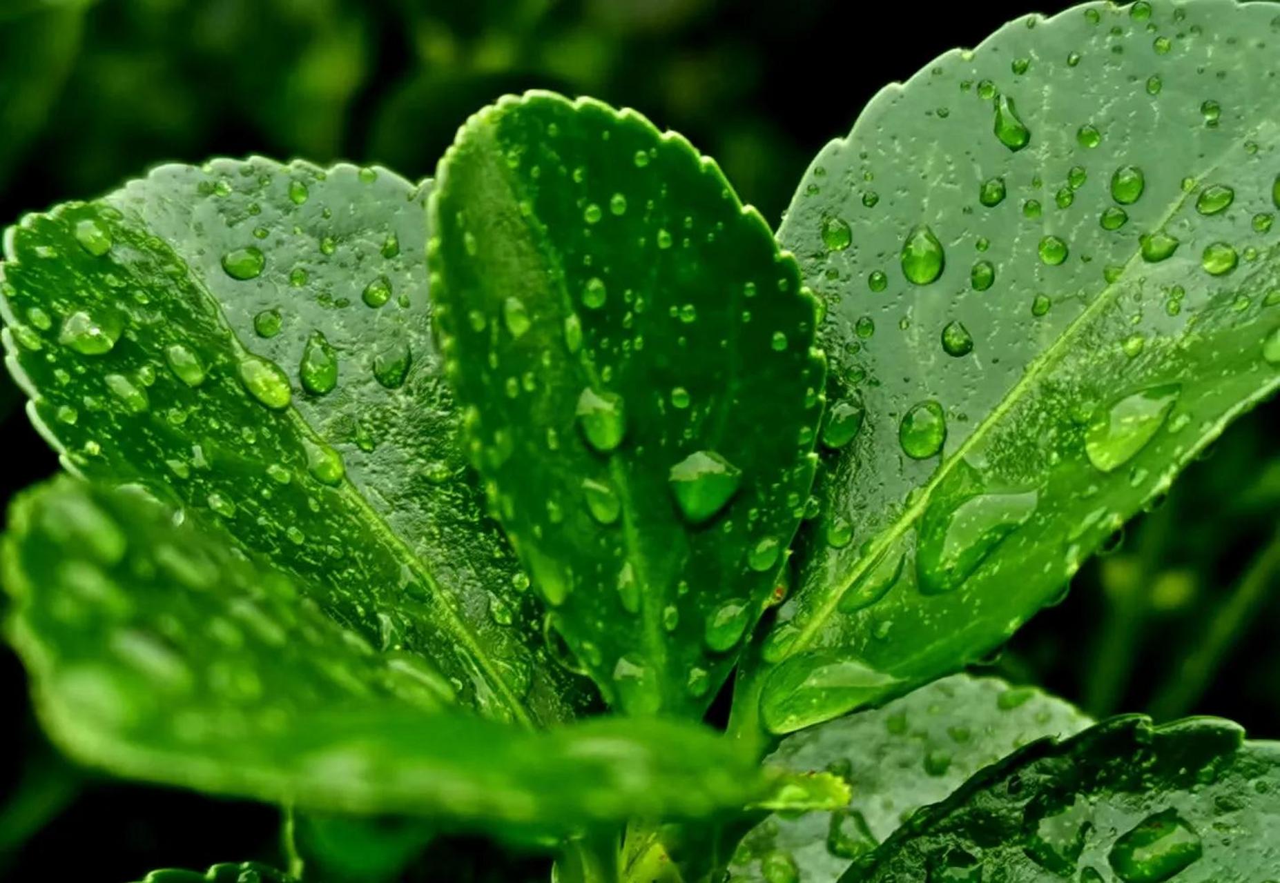 领动计划#夏日美好瞬间随手拍 每一个炎炎夏日期待雨露甘霖,大风