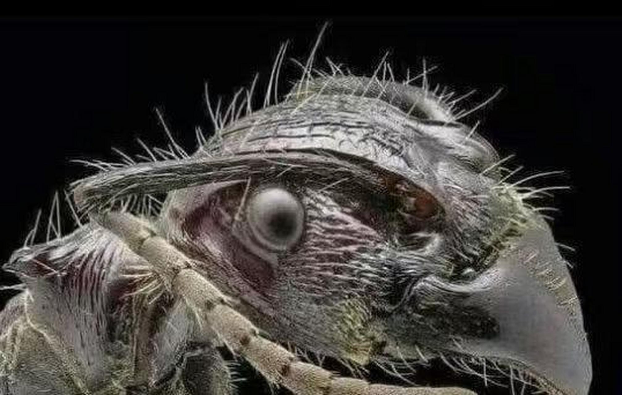 网友:蚂蚁放大1000倍的头像,太可怕了! 