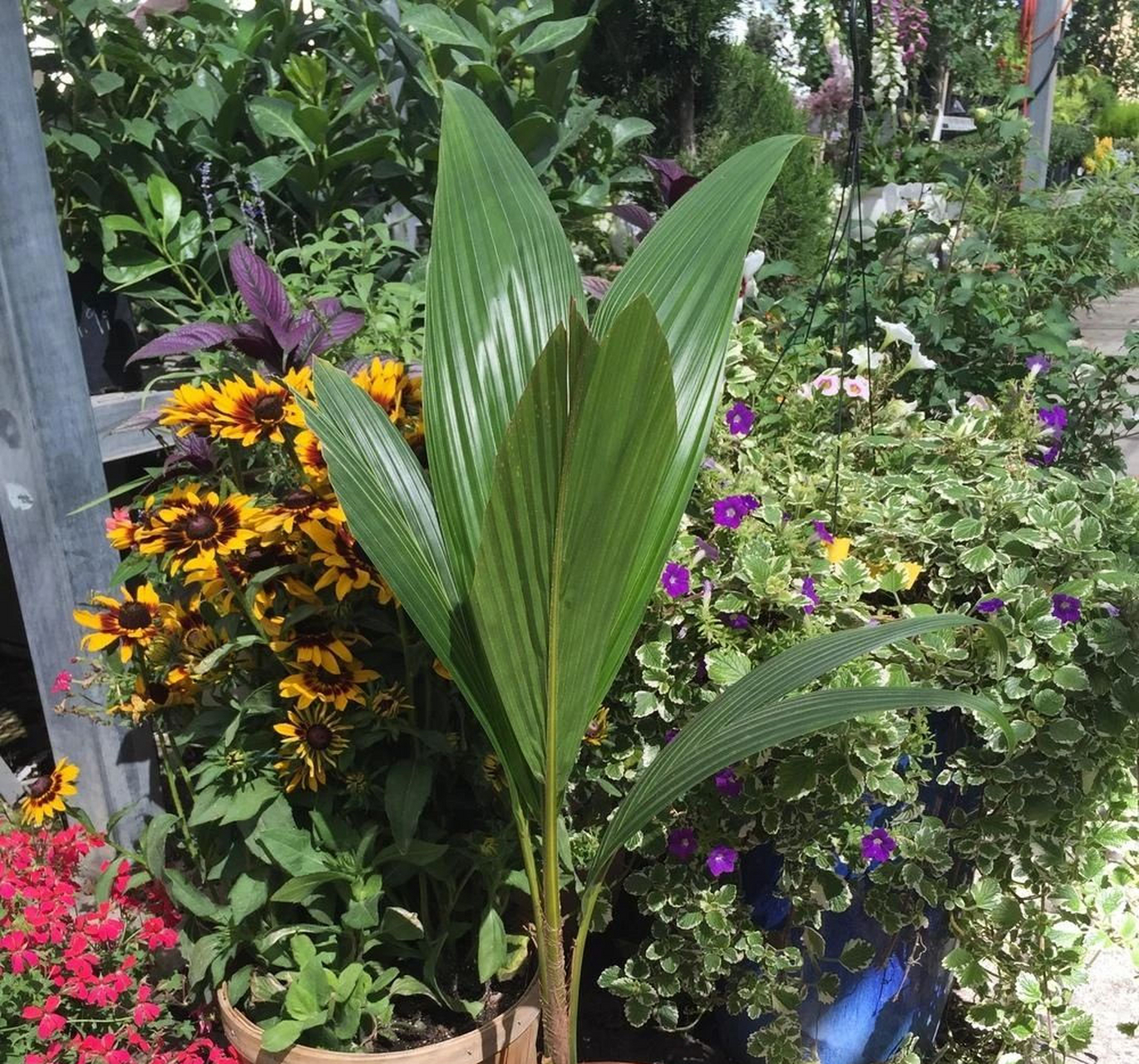 椰子樹的植株特別高大(有植株低矮的品種),幼苗長得慢,要56年才長一米