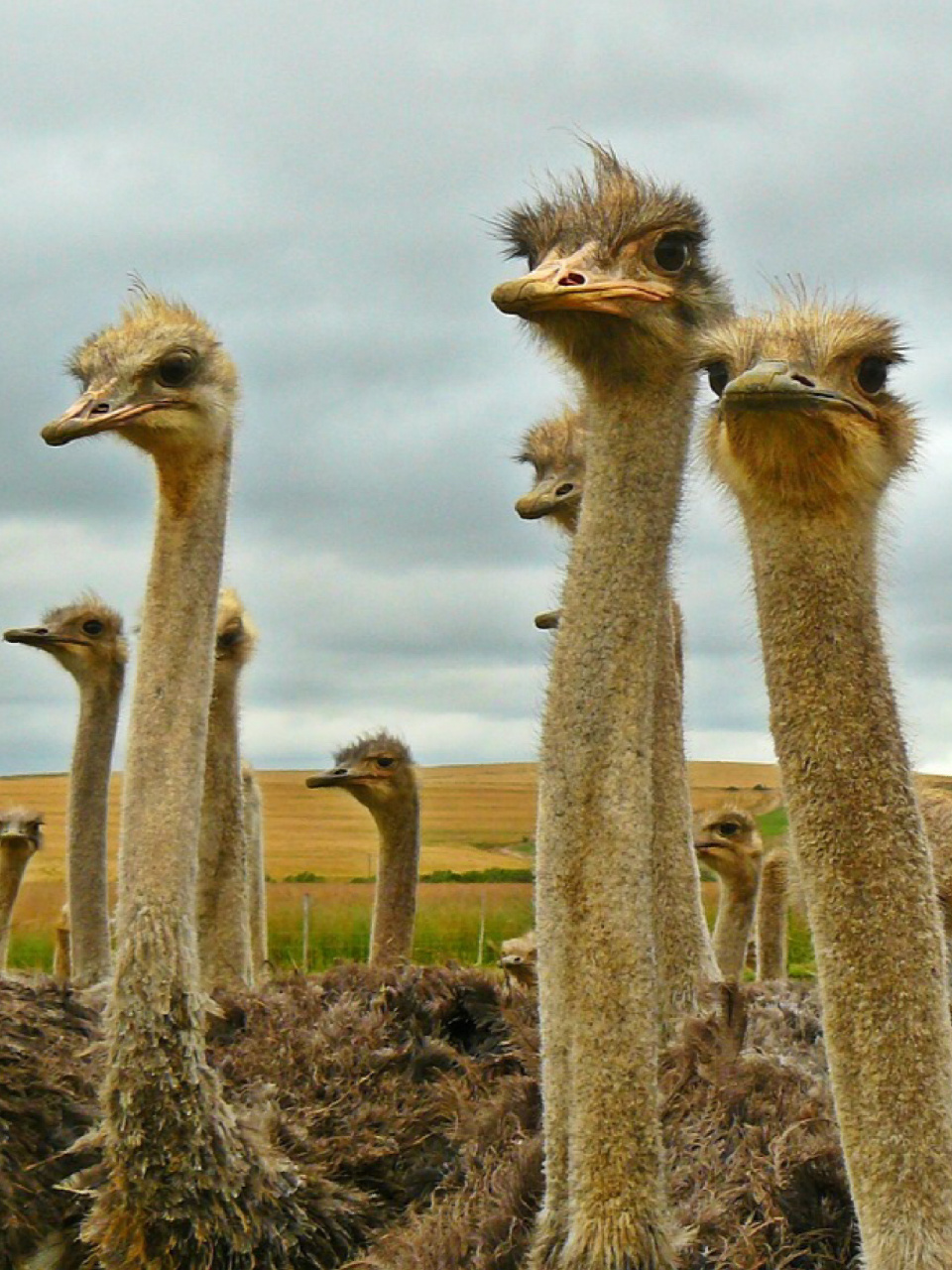 5米,雄鸵鸟体重可达150千克.