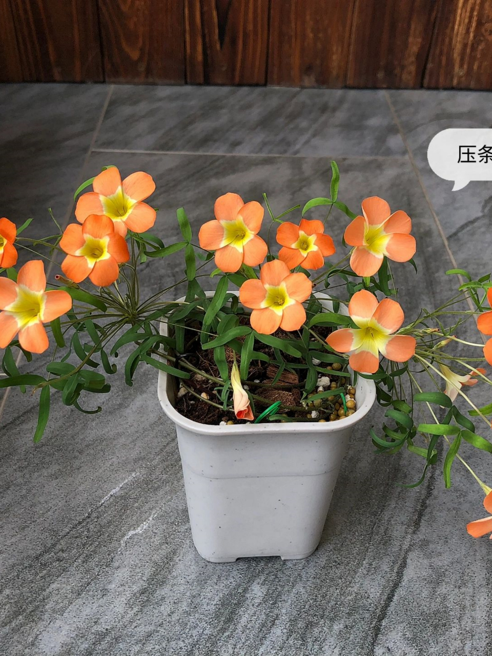 选对品种,酢浆草也可以长成一棵"小树"  酢浆草本是草,但有的品种却