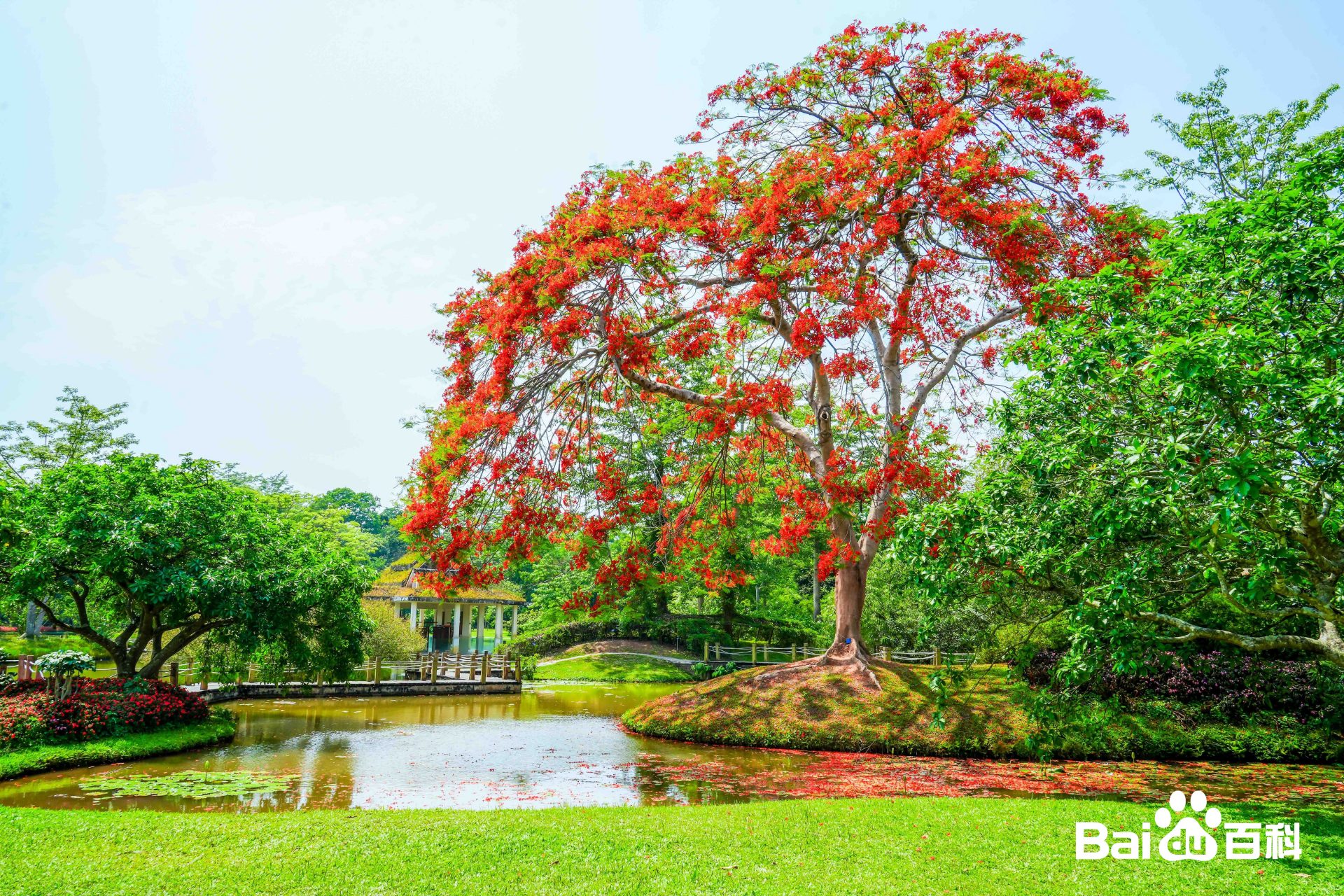 西双版纳中科院植物园在勐腊县勐仑镇,是我国最大保存物种最多的植物
