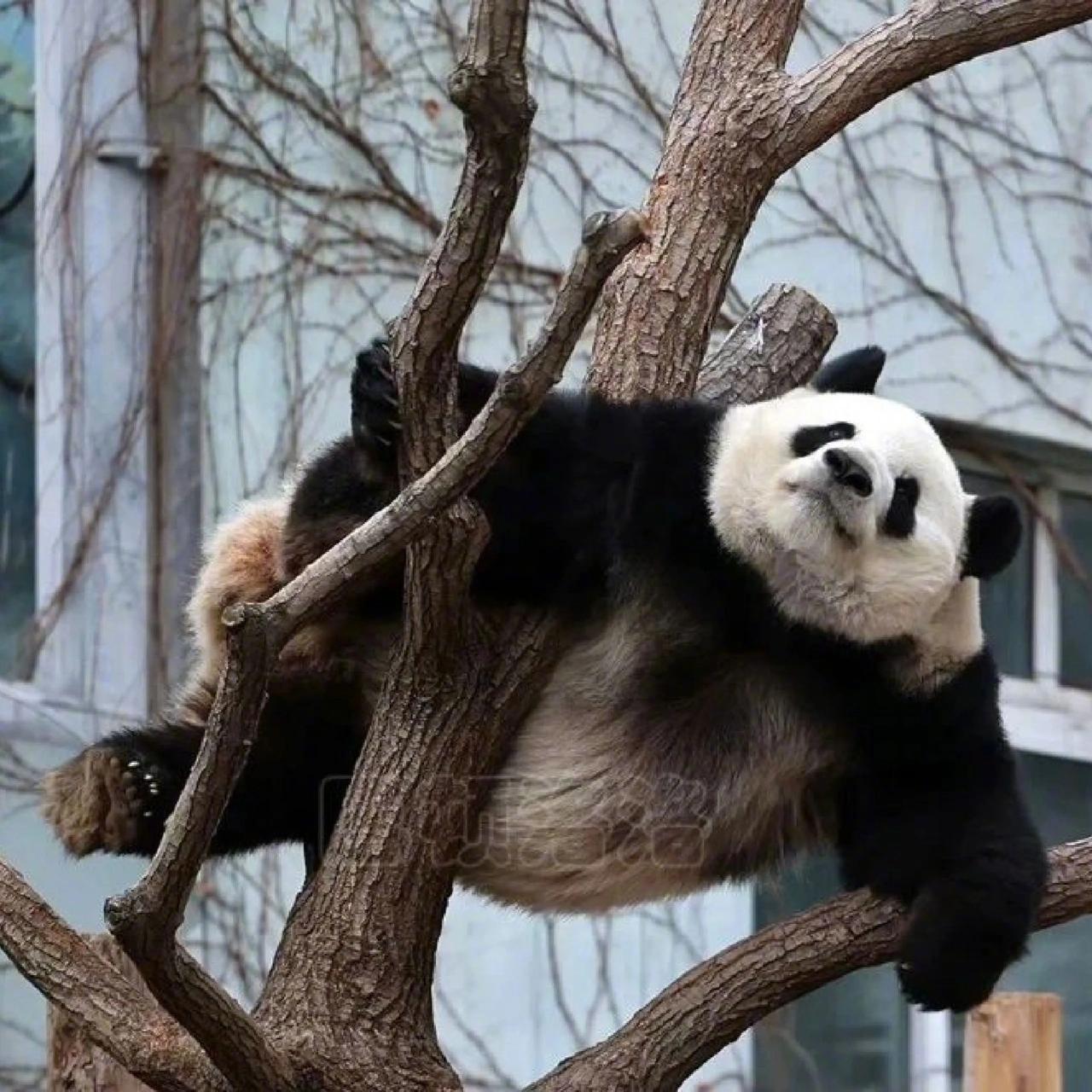 真正的功夫熊猫闪亮登场,西直门三太子萌兰.