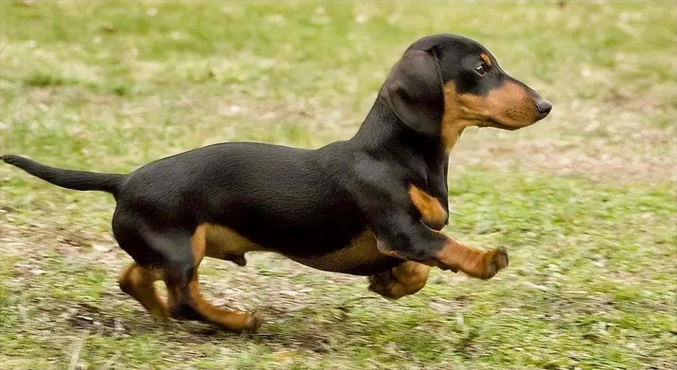 腊肠犬是一种小型猎犬,起源于德国.