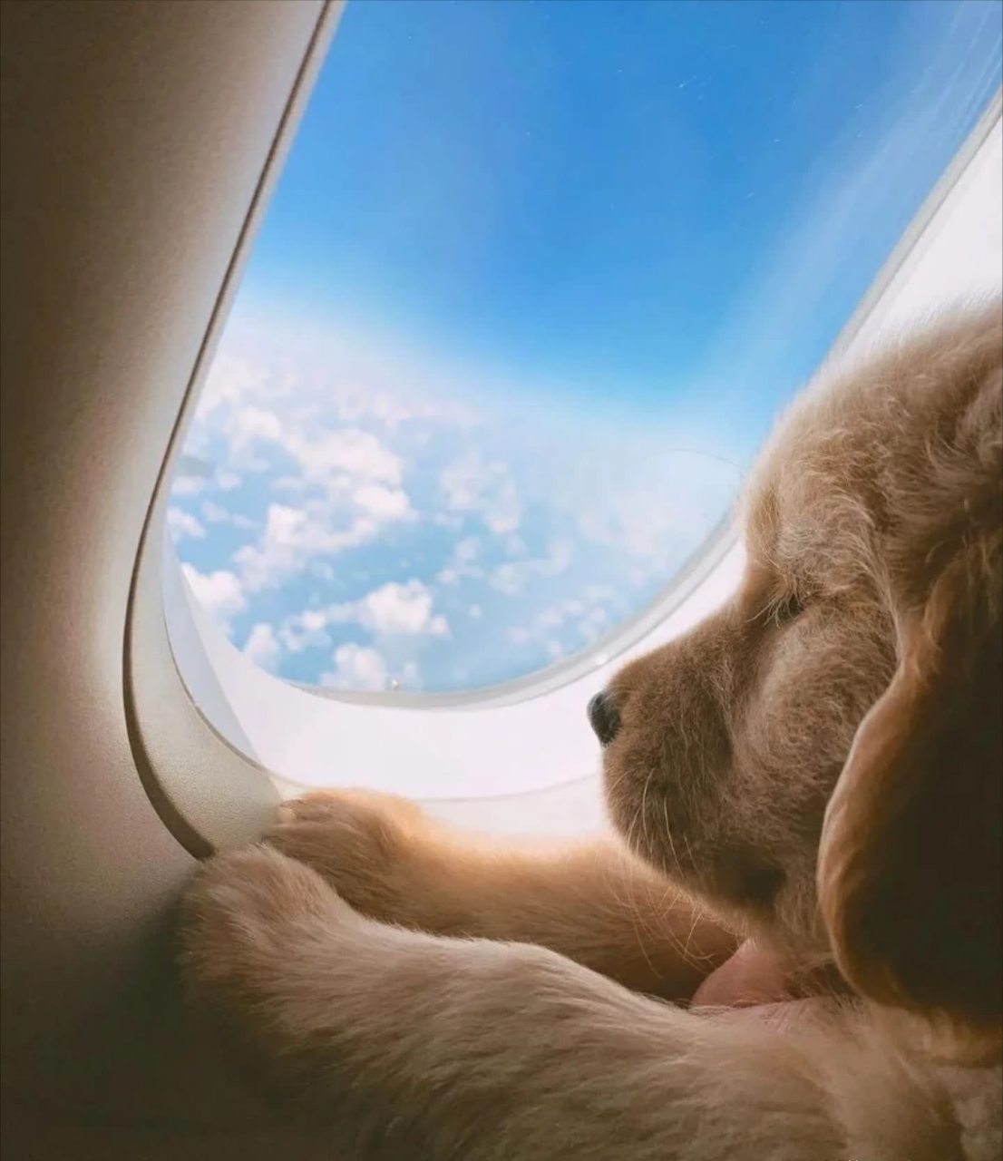 狗凝视窗外的云海和天空