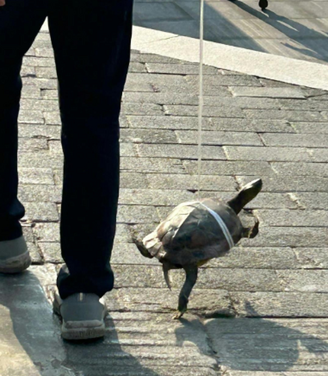 第一次见遛乌龟的,这玩意溜一天也走不了多少步吧[笑哭]