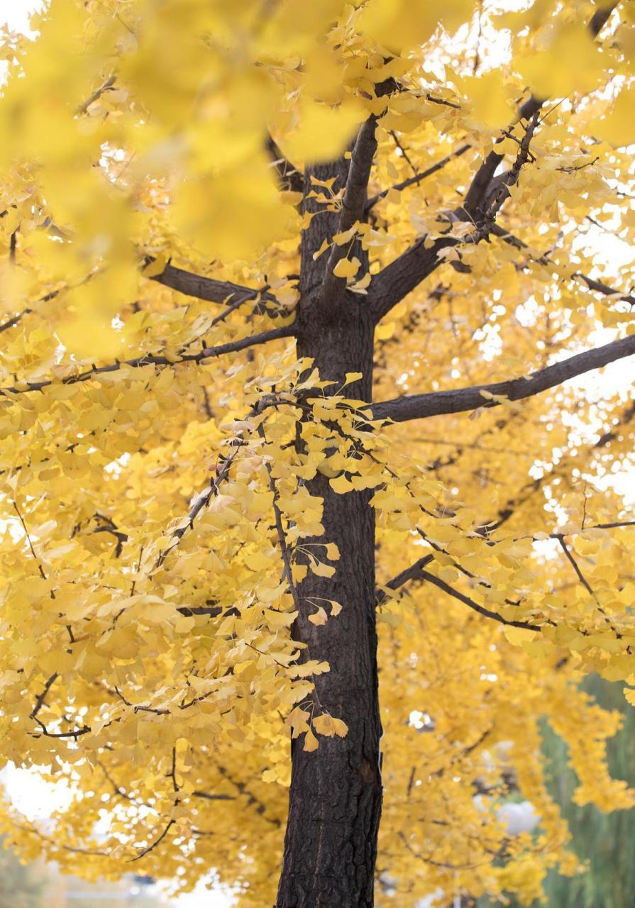 银杏树树干笔直,气质优雅 [太阳]银杏树非常的漂亮,在很多地方都会