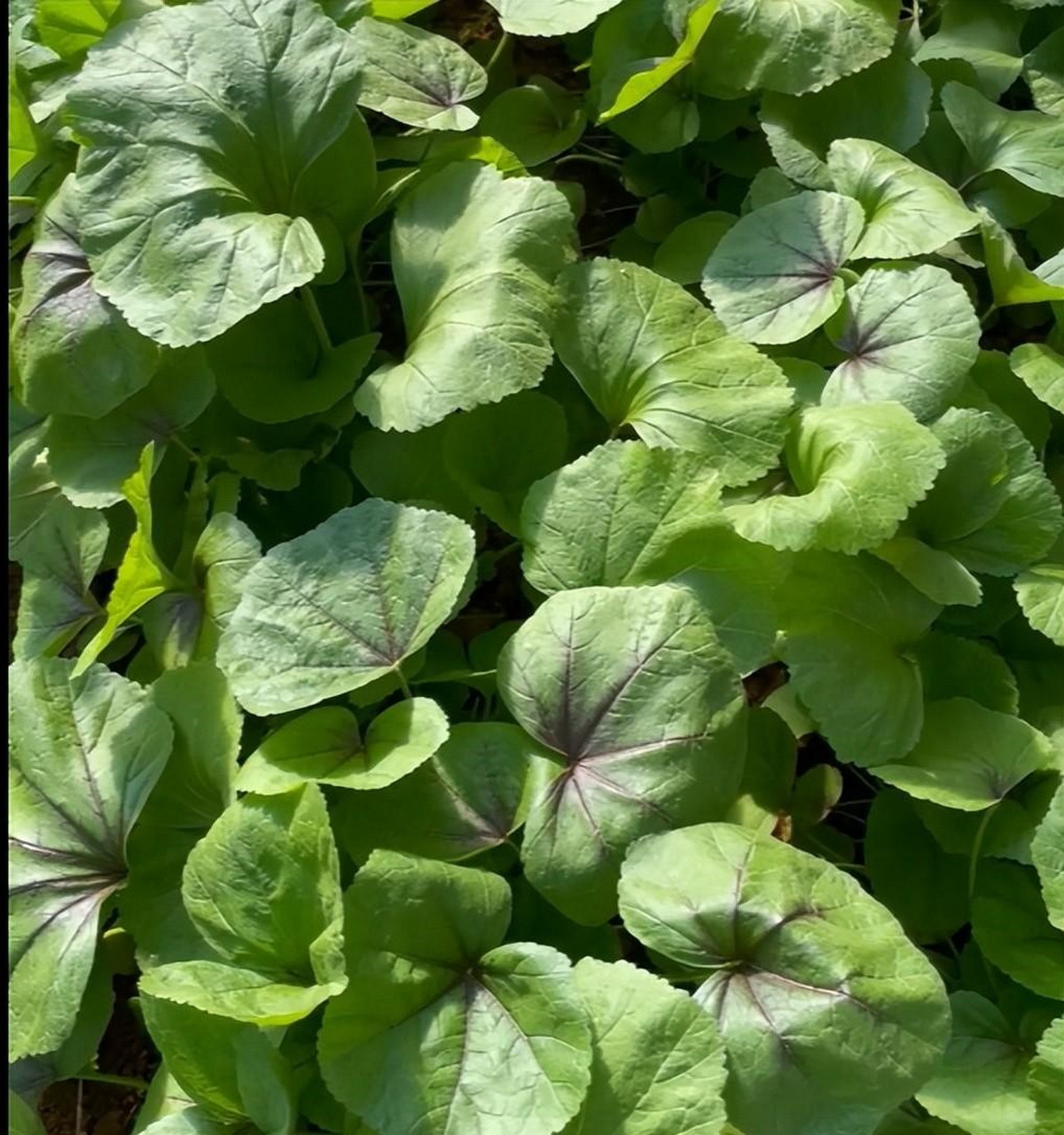 热榜之我见时事专区#冬寒菜,我国从汉代就开始种植,也叫冬葵,冬苋菜