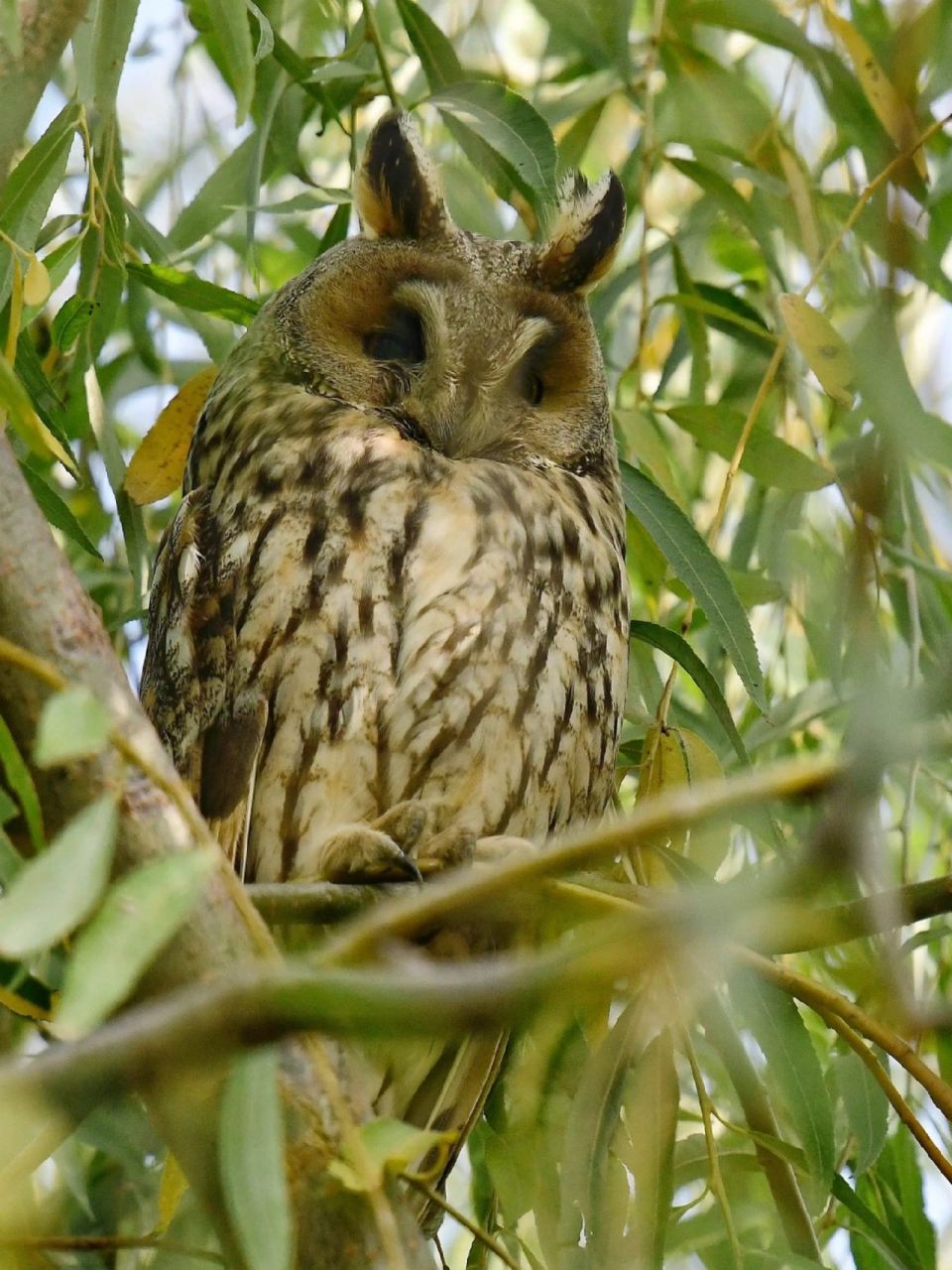 每天陪孩子一起瞧动物 名称:长耳鸮xiāo(asio otus) 别名:长耳木兔
