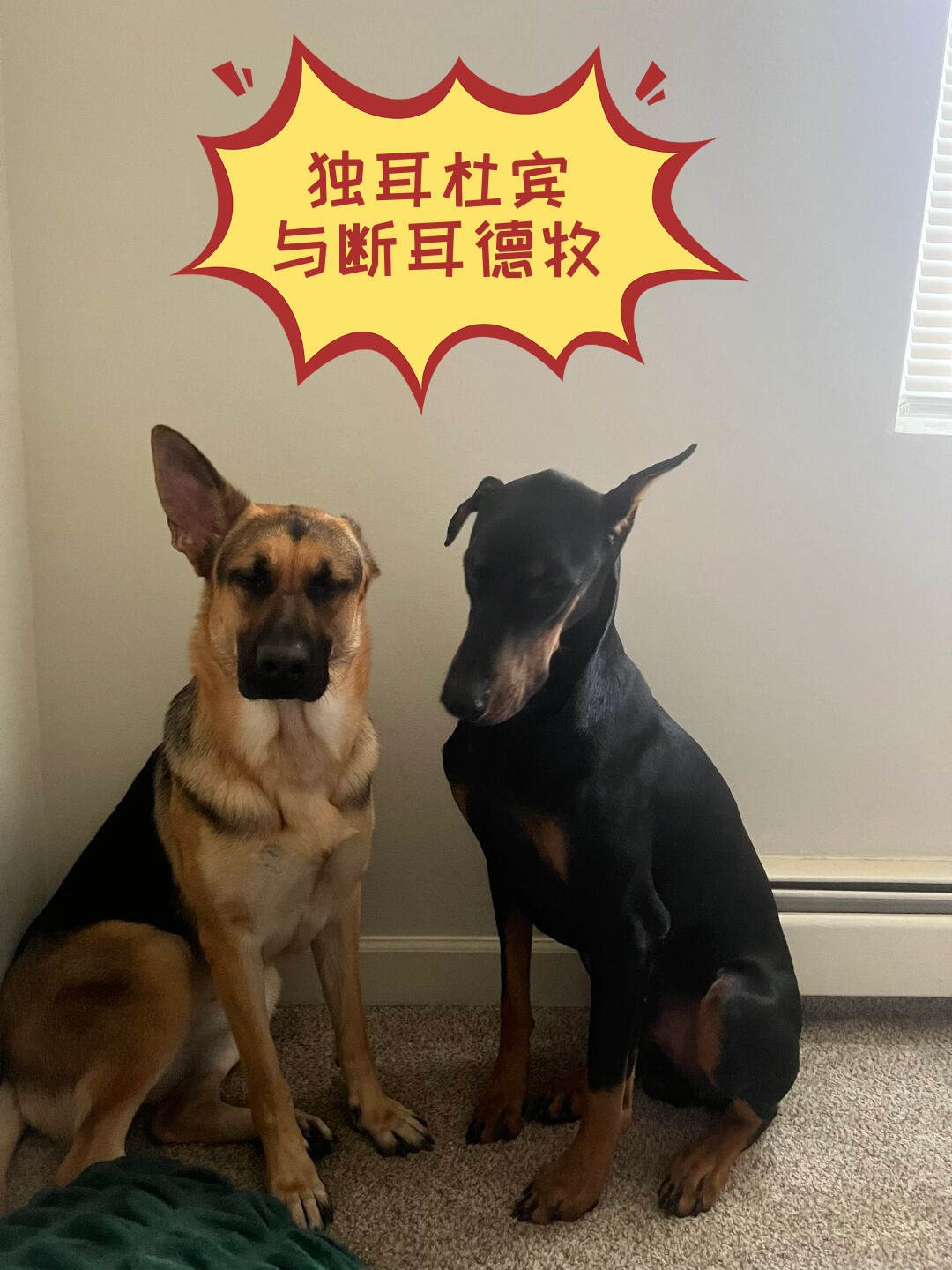 家里养了德牧和杜宾两只狗狗它们真的是凑不齐